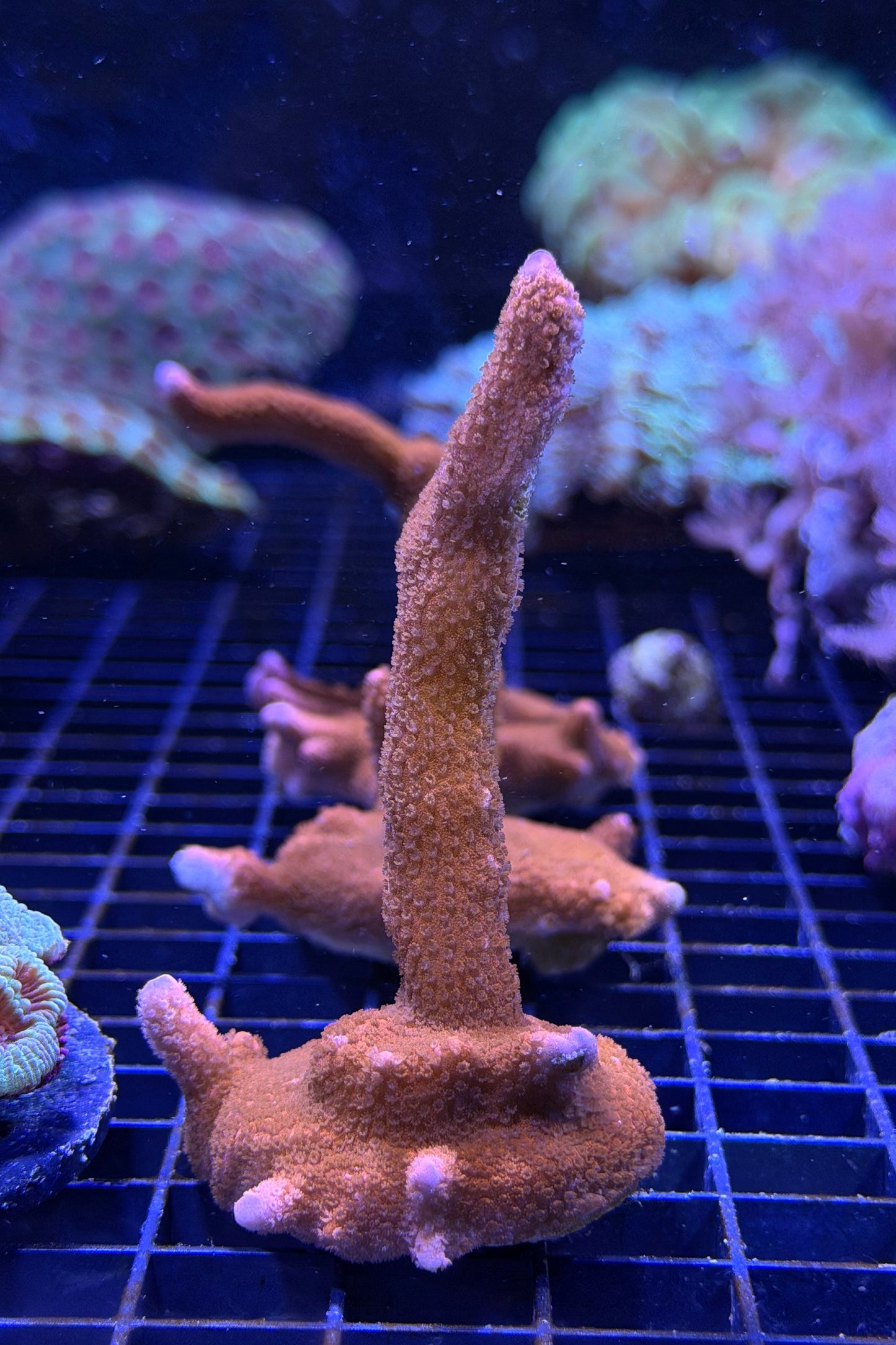 (RSCF) Red Montipora digitata WYSIWYG