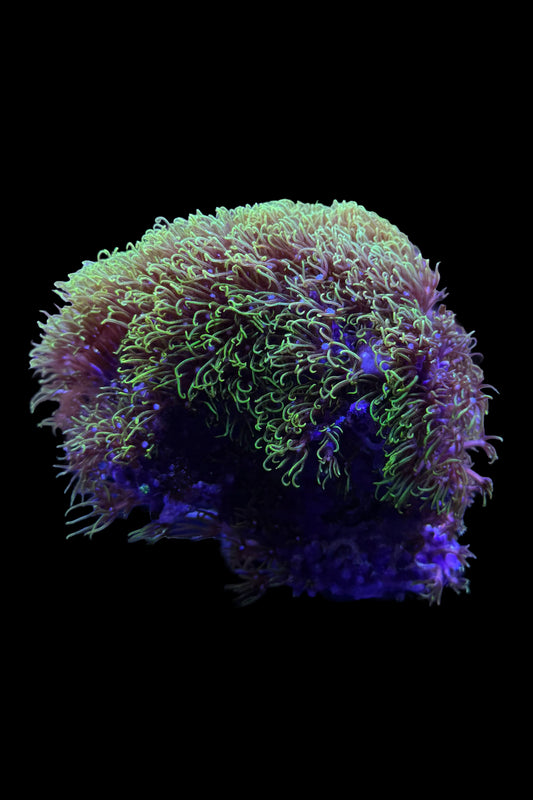 (RSCF) Green Star Polyp WYSIWYG
