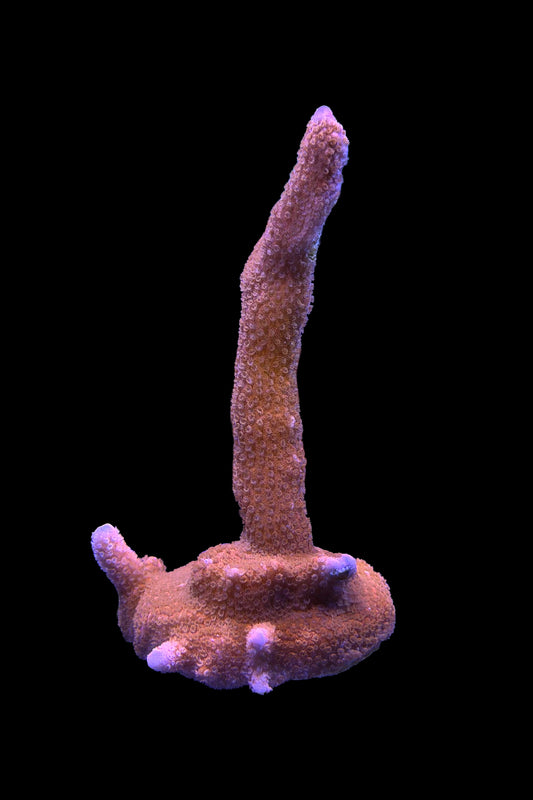 (RSCF) Red Montipora digitata WYSIWYG