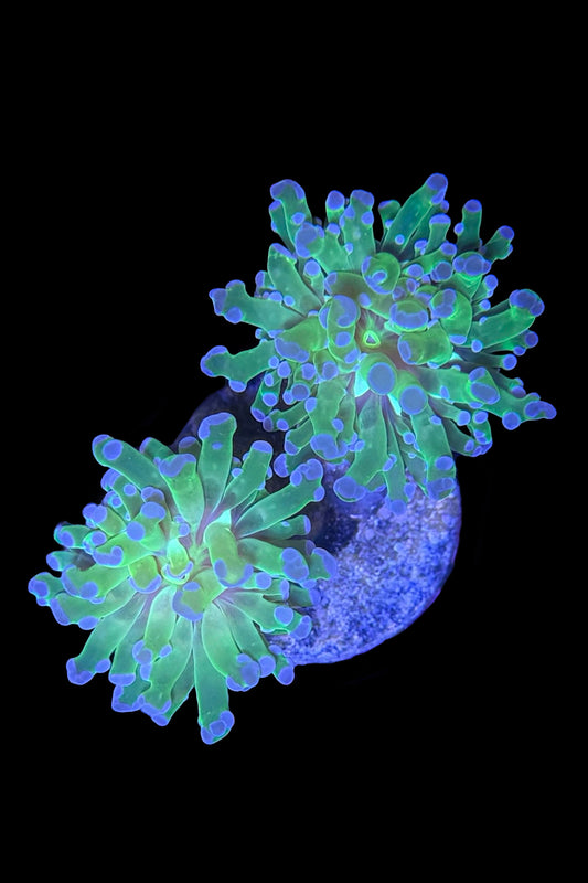 (RSCF) Purple Tip Euphyllia Frogspawn Coral WYSIWYG