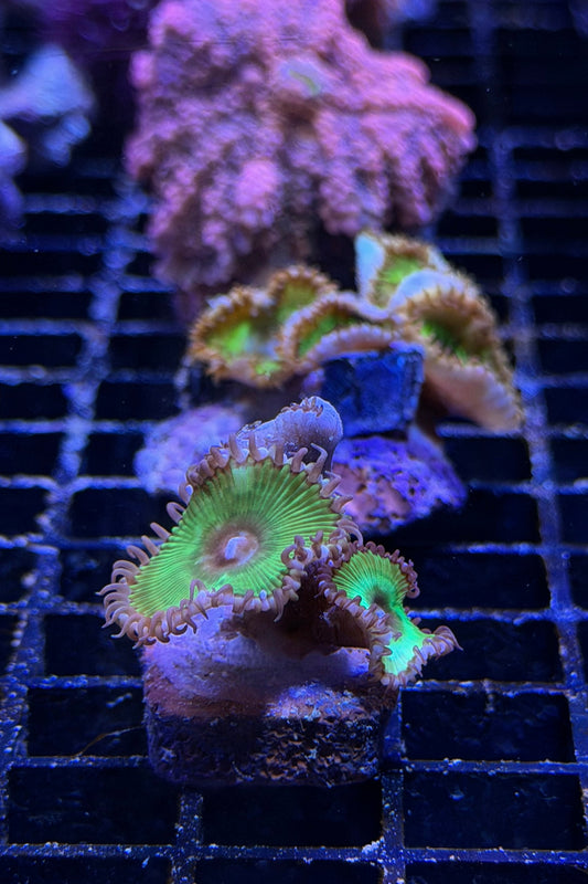 (RSCF) Palythoa grandis Coral WYSIWYG