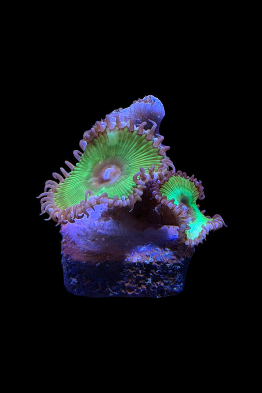 (RSCF) Palythoa grandis Coral WYSIWYG