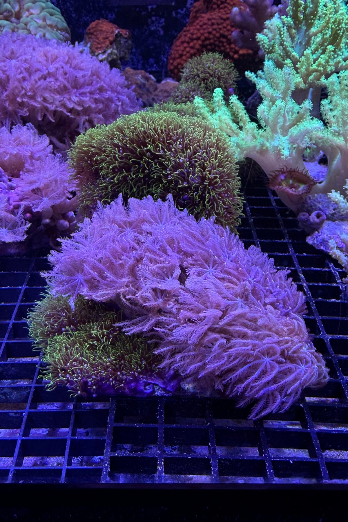 (RSCF) Green Star Polyp and Clavularia Combo Coral Frag WYSIWYG