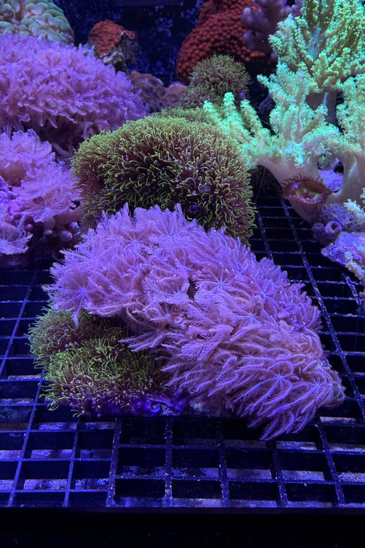 (RSCF) Green Star Polyp and Clavularia Combo Coral Frag WYSIWYG