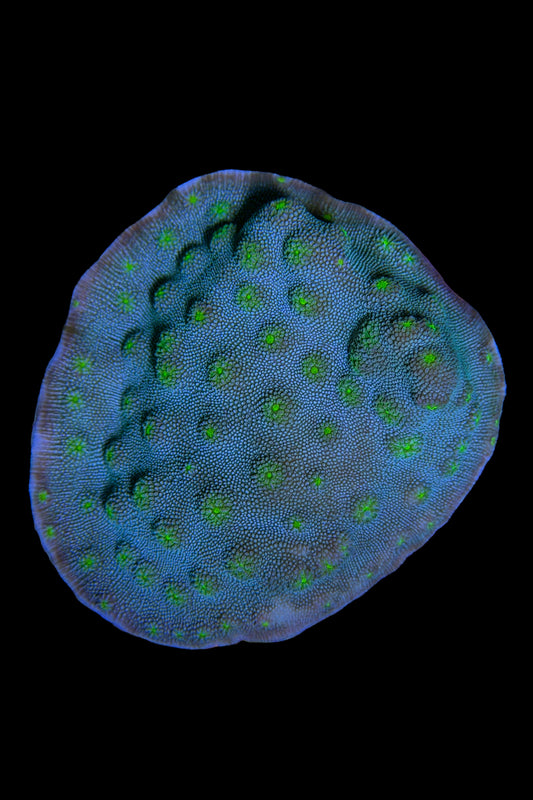 (RSCF) Firefly Chalice Coral WYSIWYG