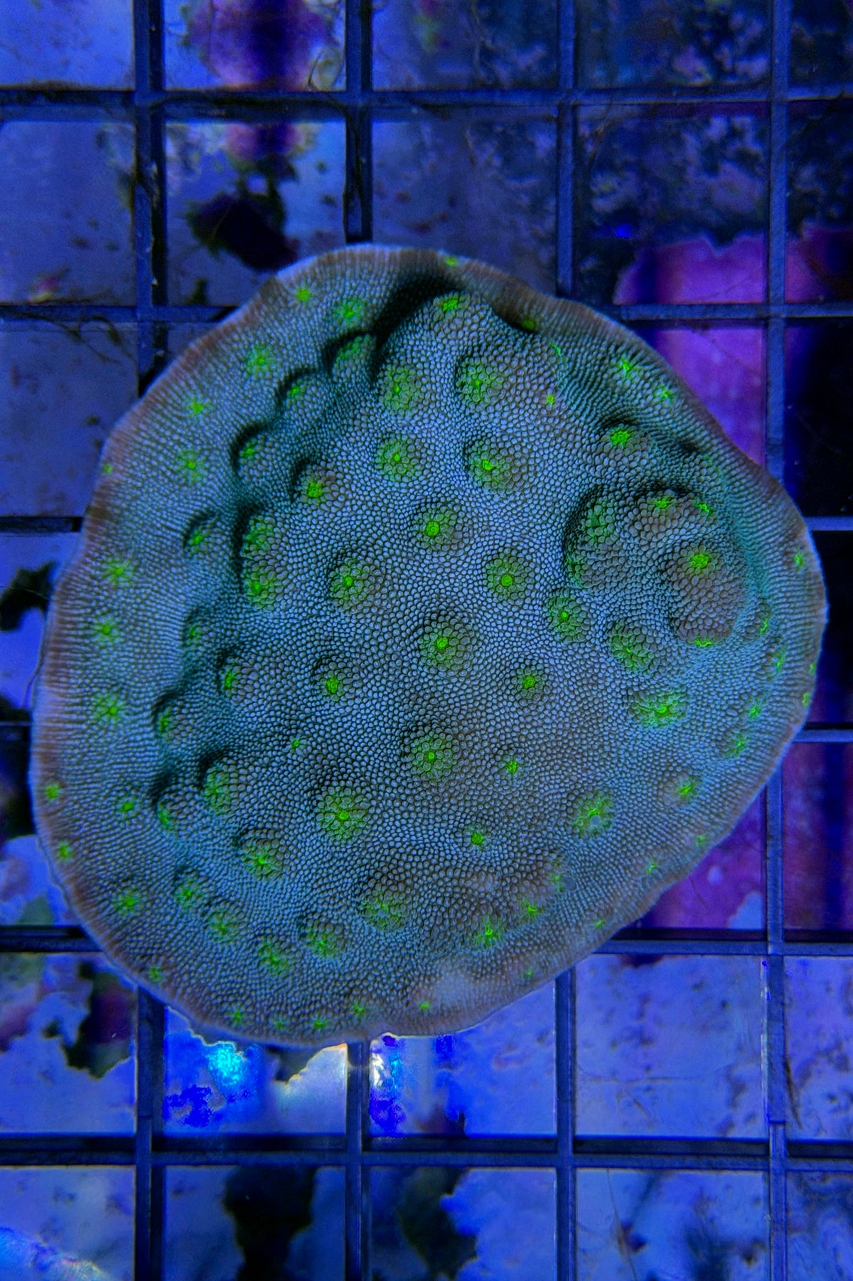 (RSCF) Firefly Chalice Coral WYSIWYG