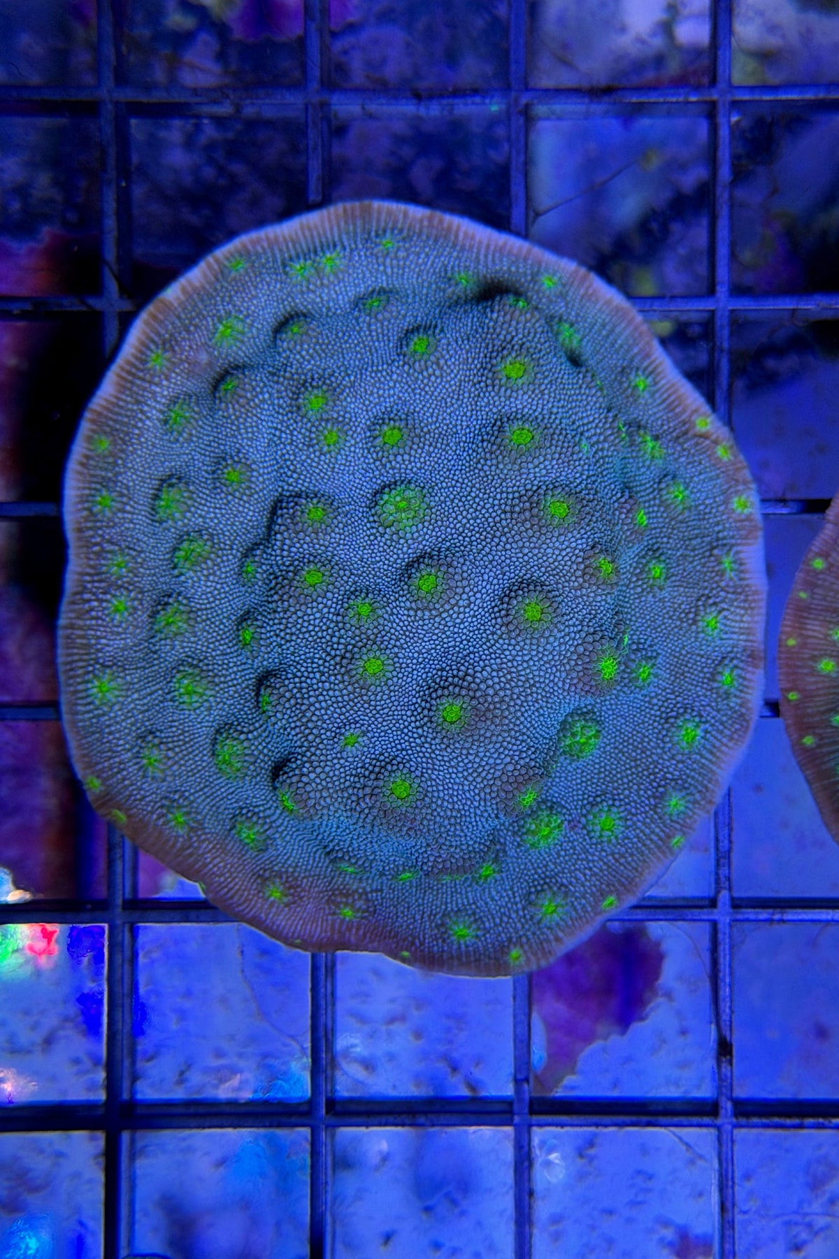 (RSCF) Firefly Chalice Coral WYSIWYG