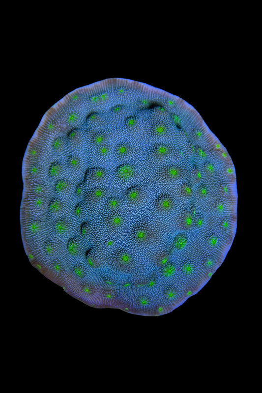 (RSCF) Firefly Chalice Coral WYSIWYG