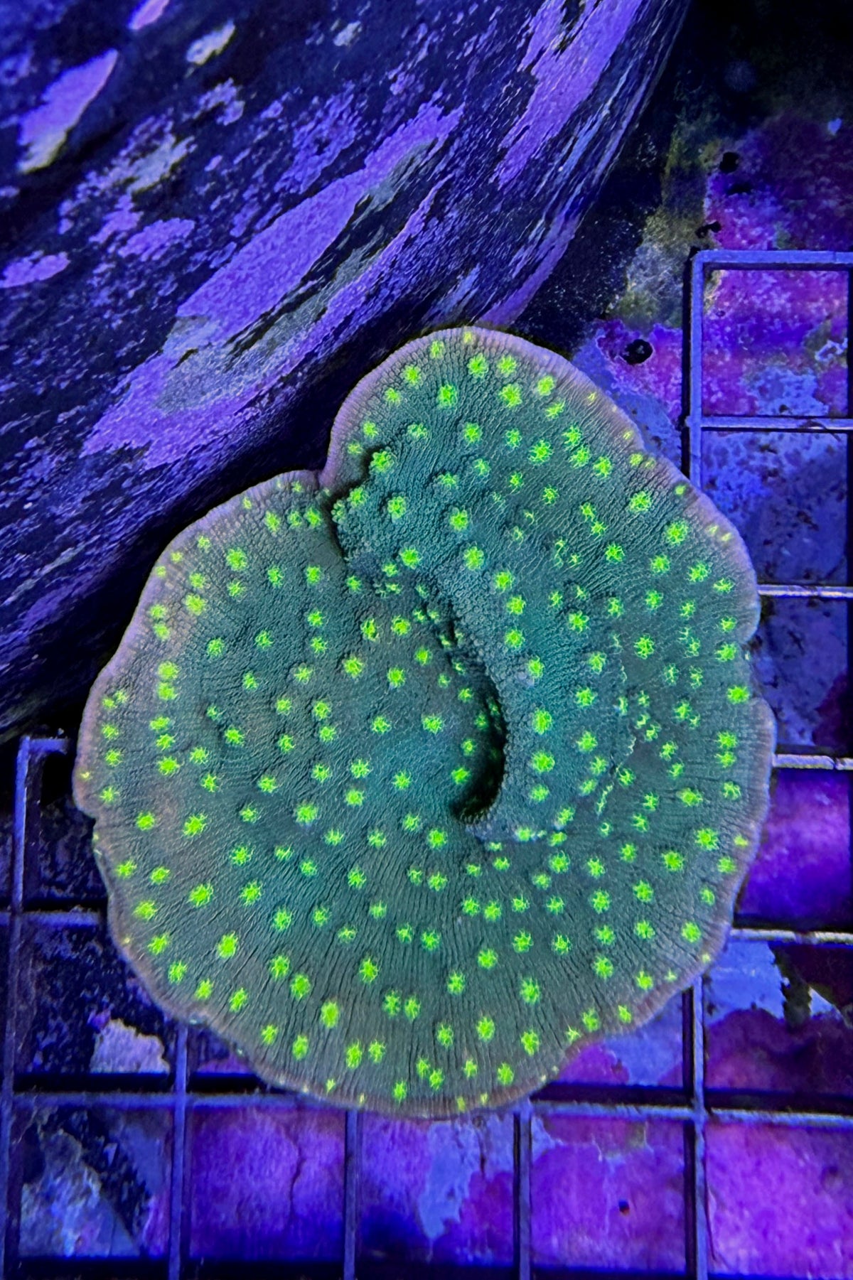(RSCF) Hollywood Stunner Chalice Coral WYSIWYG