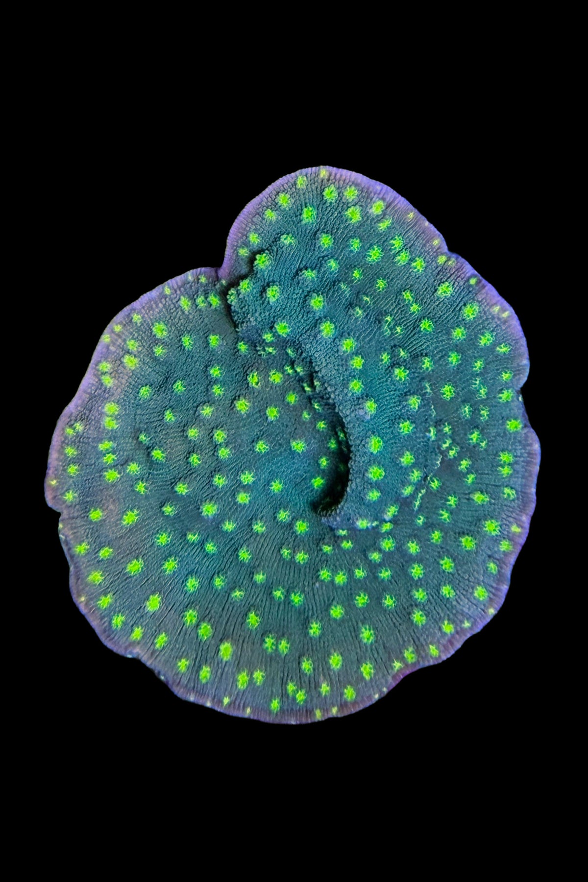 (RSCF) Hollywood Stunner Chalice Coral WYSIWYG