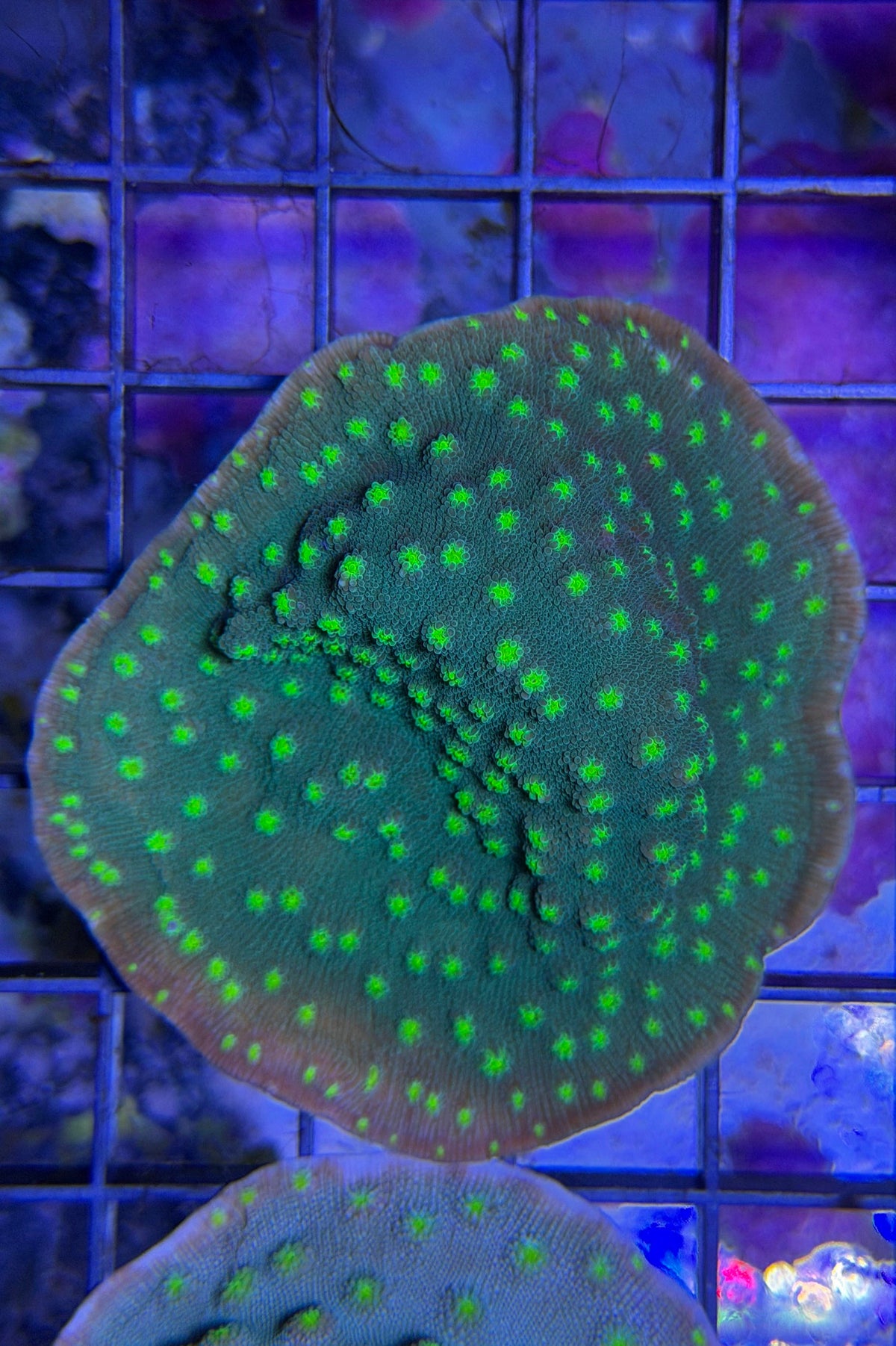 (RSCF) Hollywood Stunner Chalice Coral WYSIWYG