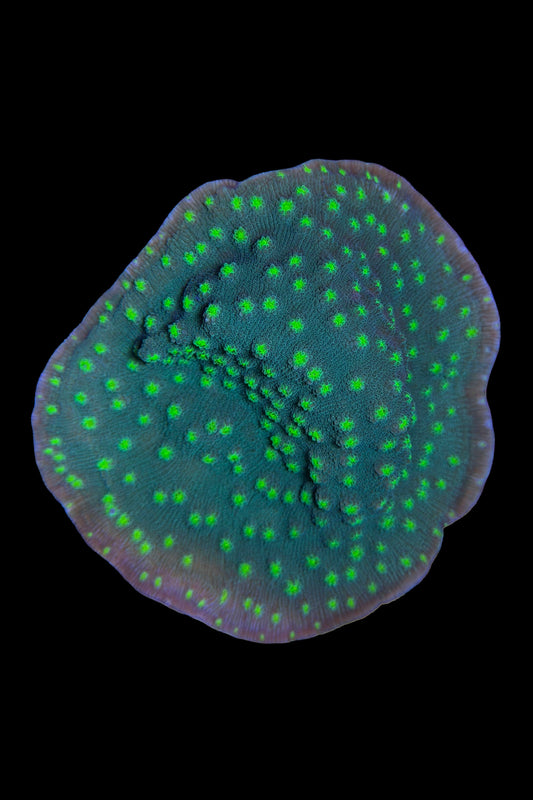 (RSCF) Hollywood Stunner Chalice Coral WYSIWYG