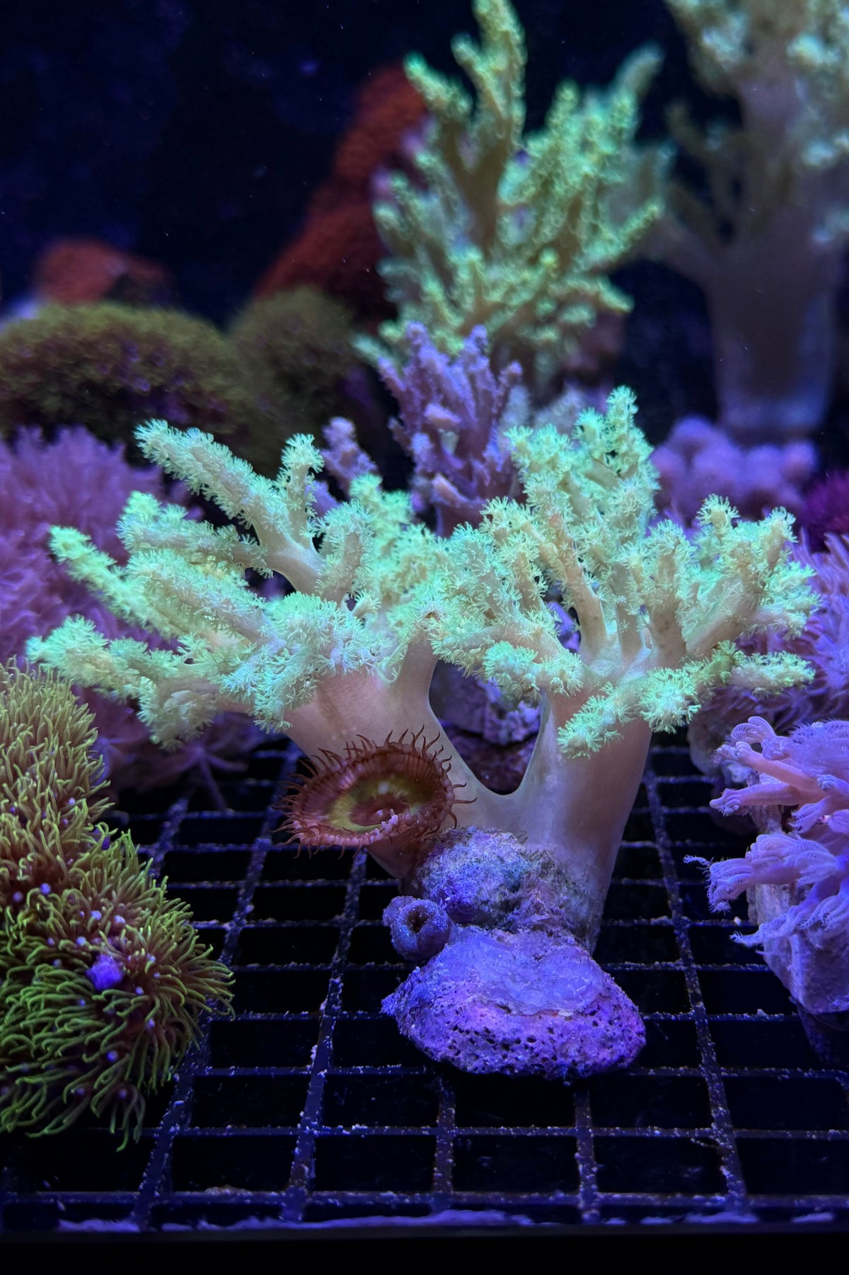 (RSCF) Neon Green Sinularia and Palythoa grandis Coral WYSIWYG