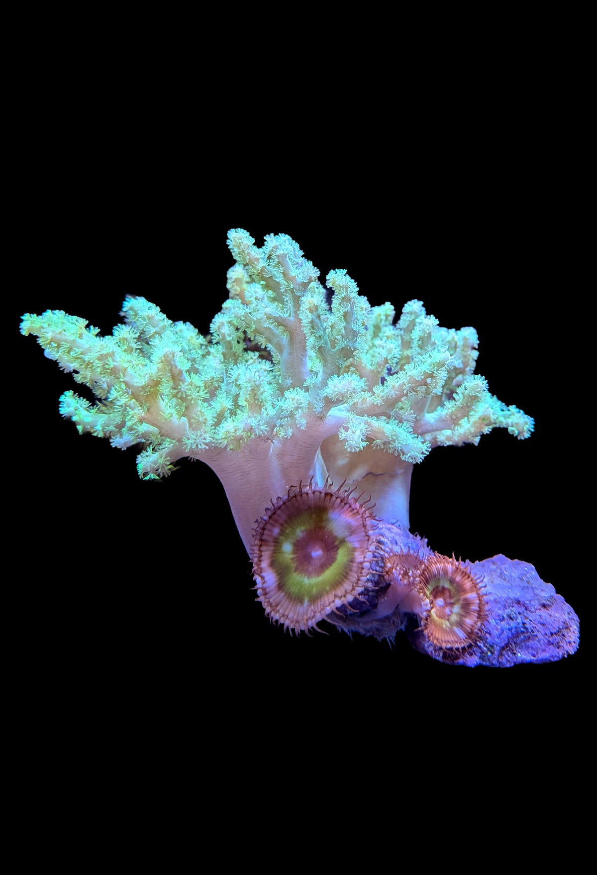 (RSCF) Neon Green Sinularia and Palythoa grandis Coral WYSIWYG