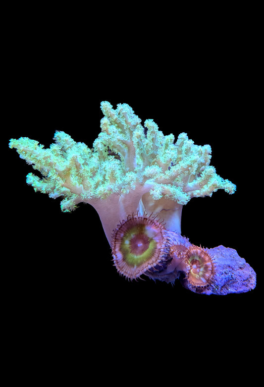 (RSCF) Neon Green Sinularia and Palythoa grandis Coral WYSIWYG