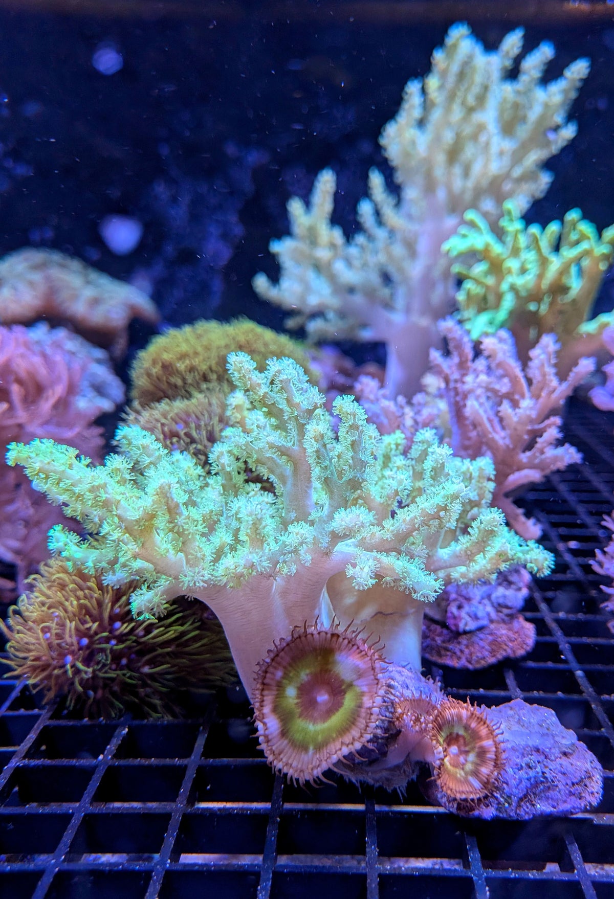 (RSCF) Neon Green Sinularia and Palythoa grandis Coral WYSIWYG