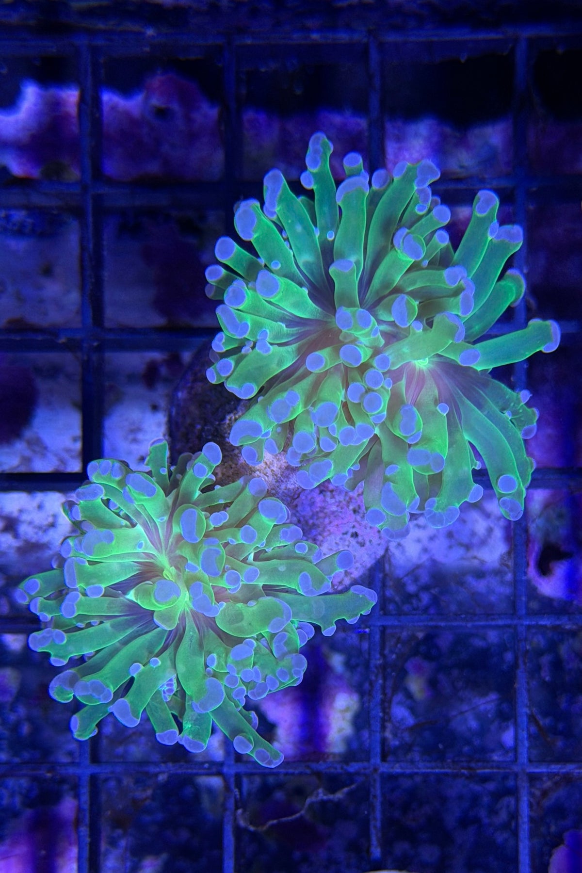 (RSCF) Purple Tip Euphyllia Frogspawn Coral WYSIWYG