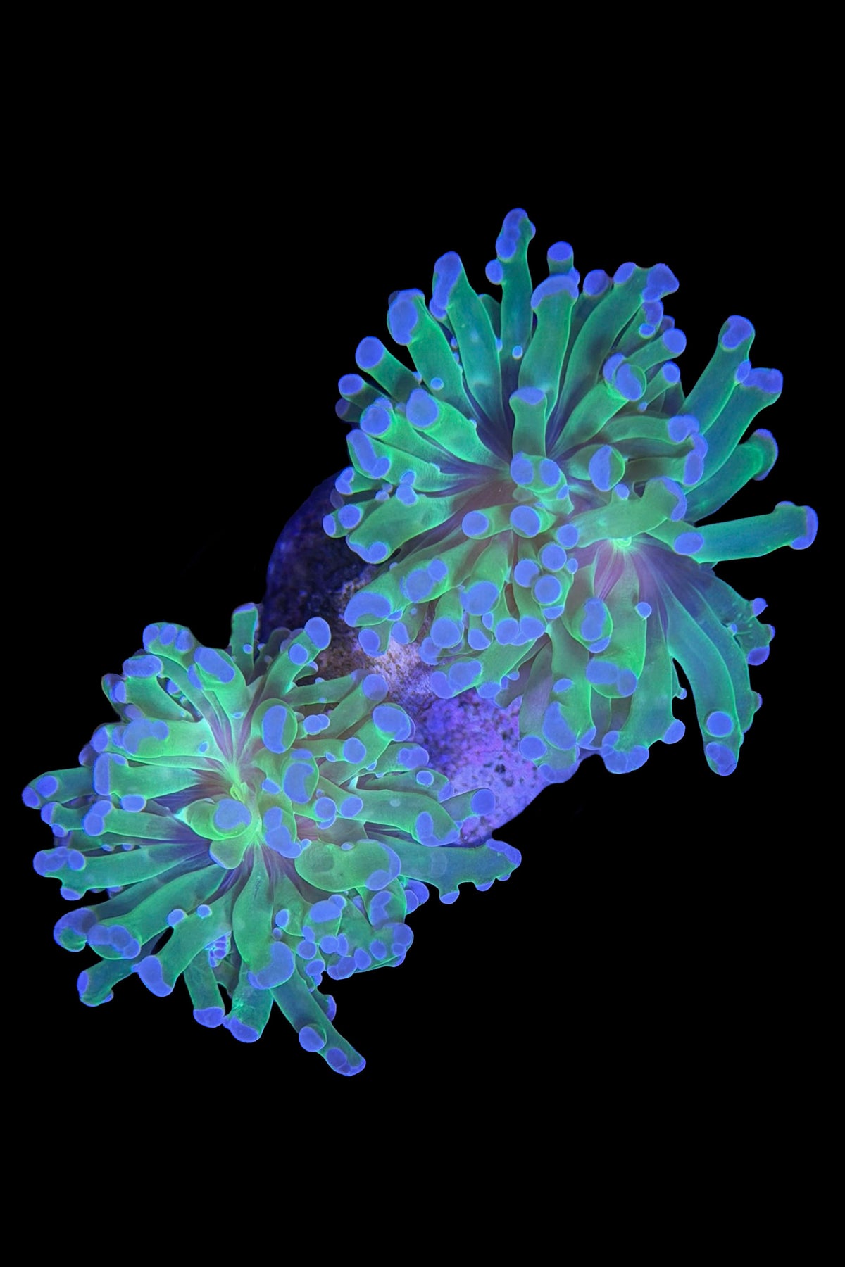 (RSCF) Purple Tip Euphyllia Frogspawn Coral WYSIWYG