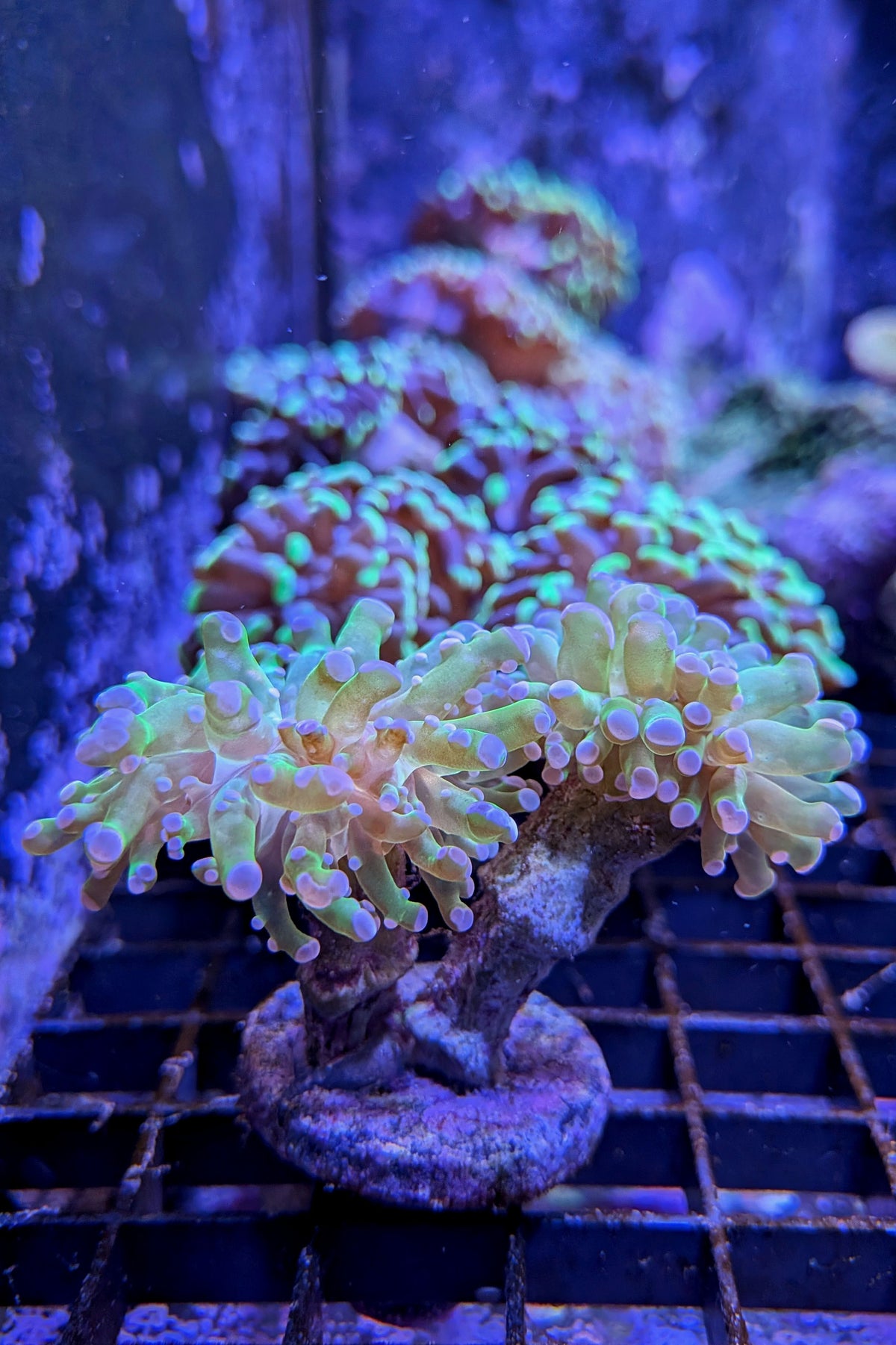 (RSCF) Purple Tip Euphyllia Frogspawn Coral WYSIWYG