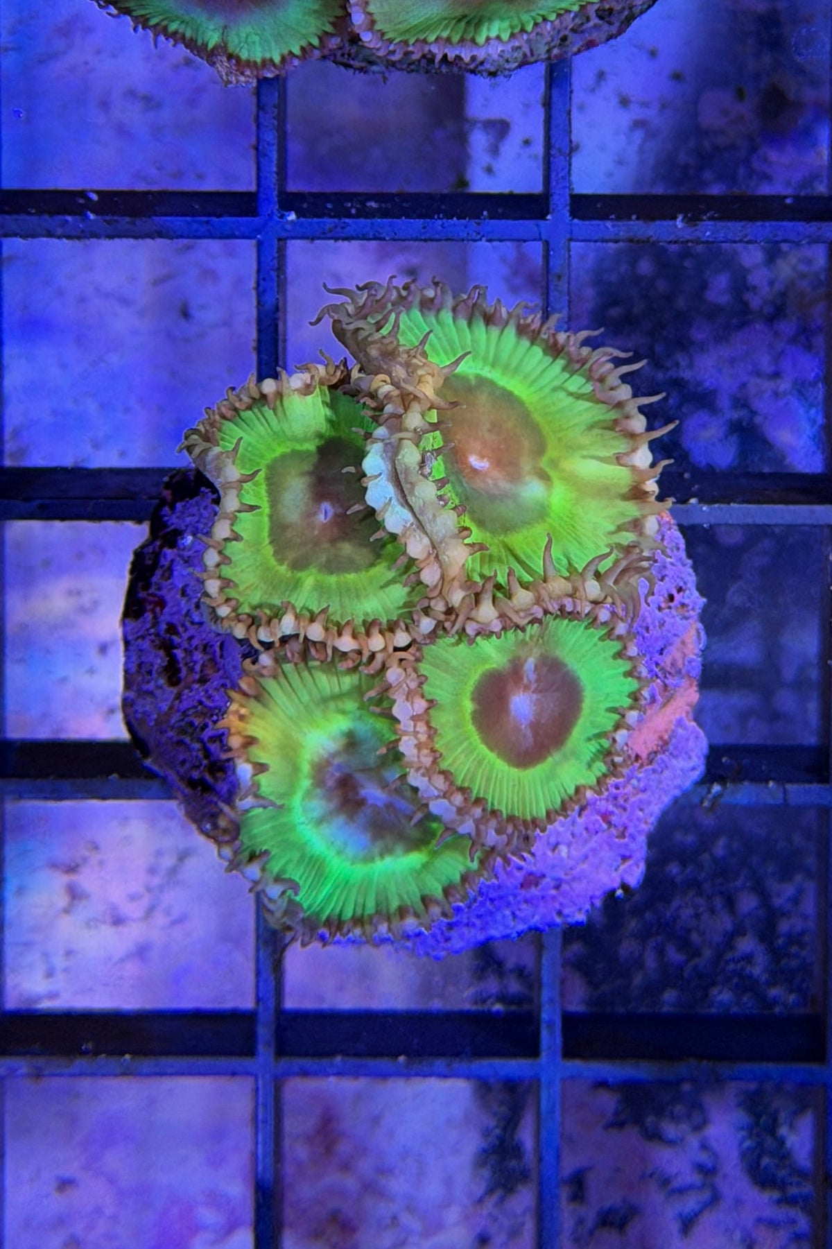 (RSCF) Palythoa grandis Coral WYSIWYG