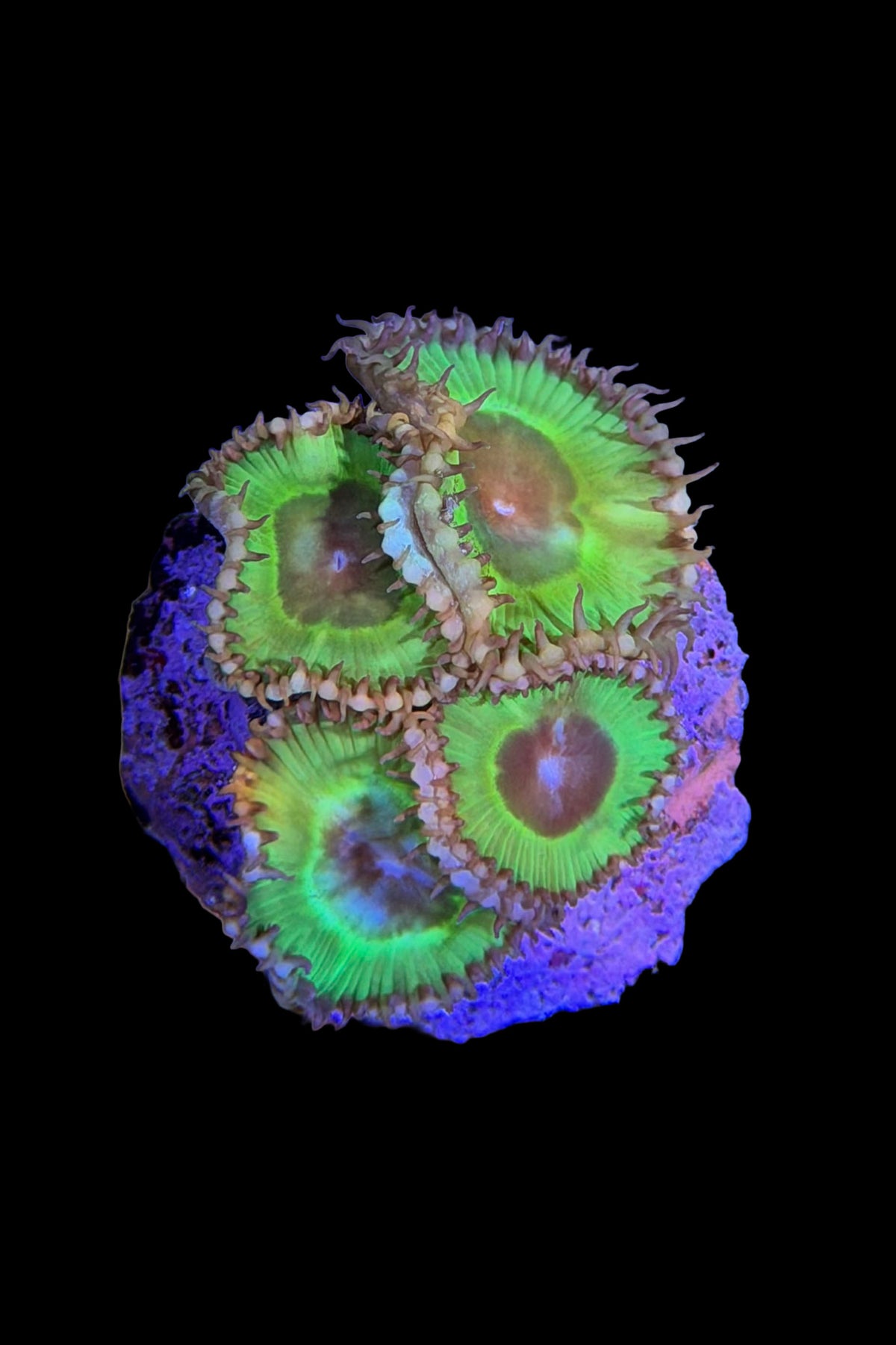 (RSCF) Palythoa grandis Coral WYSIWYG