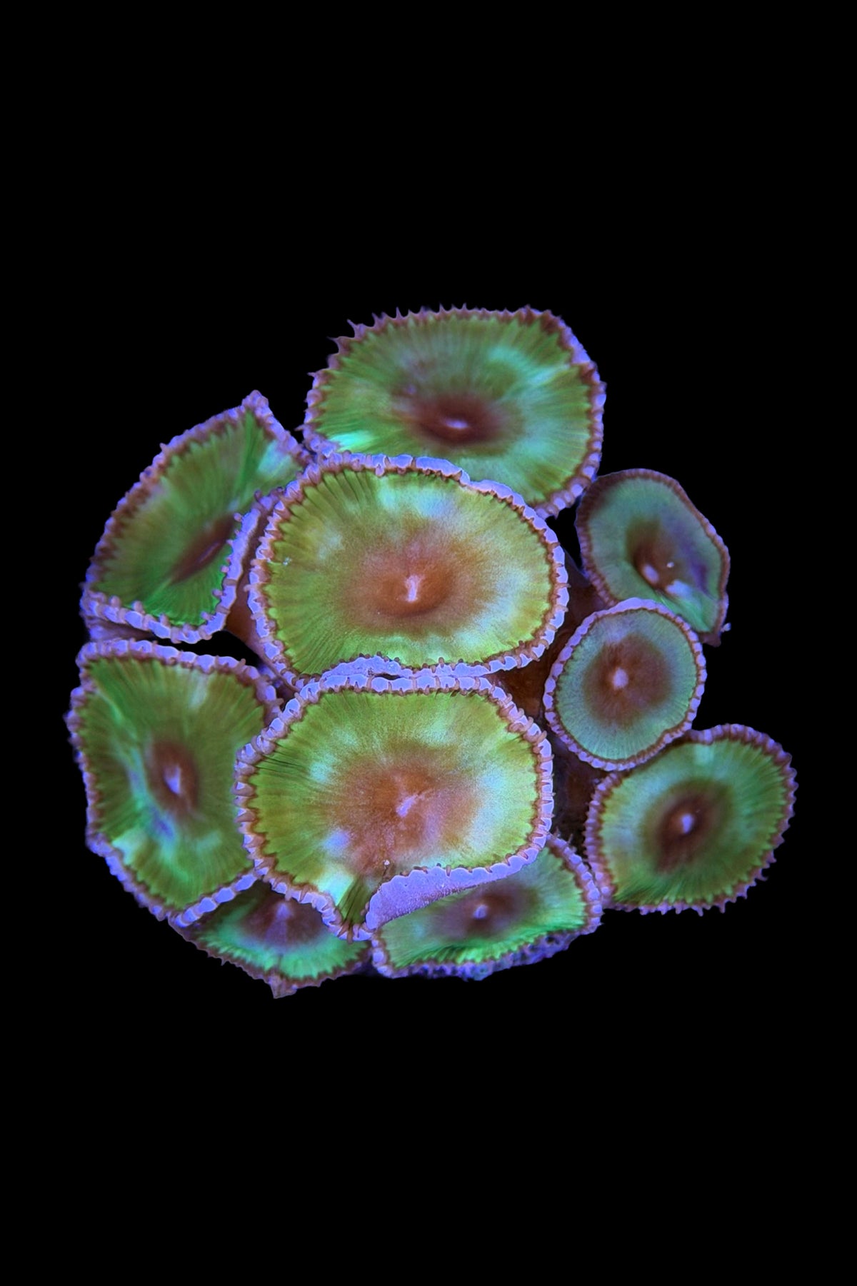 (RSCF) Palythoa grandis Coral WYSIWYG