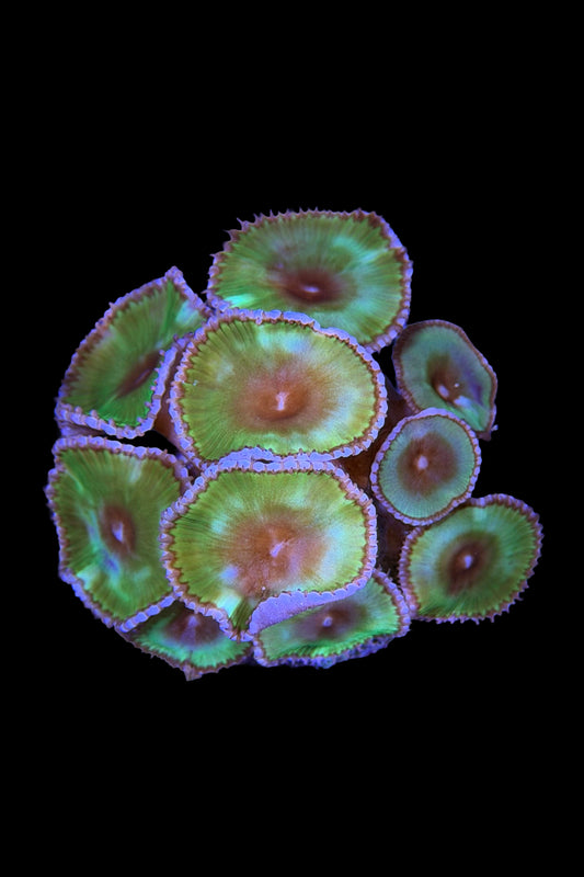 (RSCF) Palythoa grandis Coral WYSIWYG
