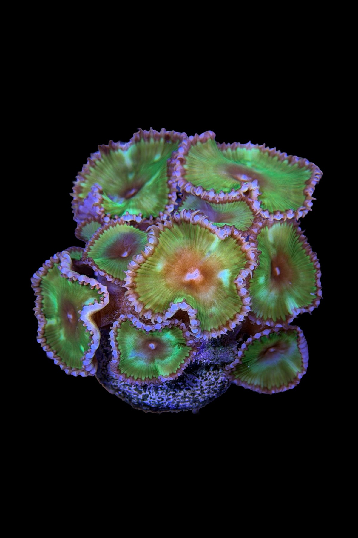 (RSCF) Palythoa grandis Coral WYSIWYG