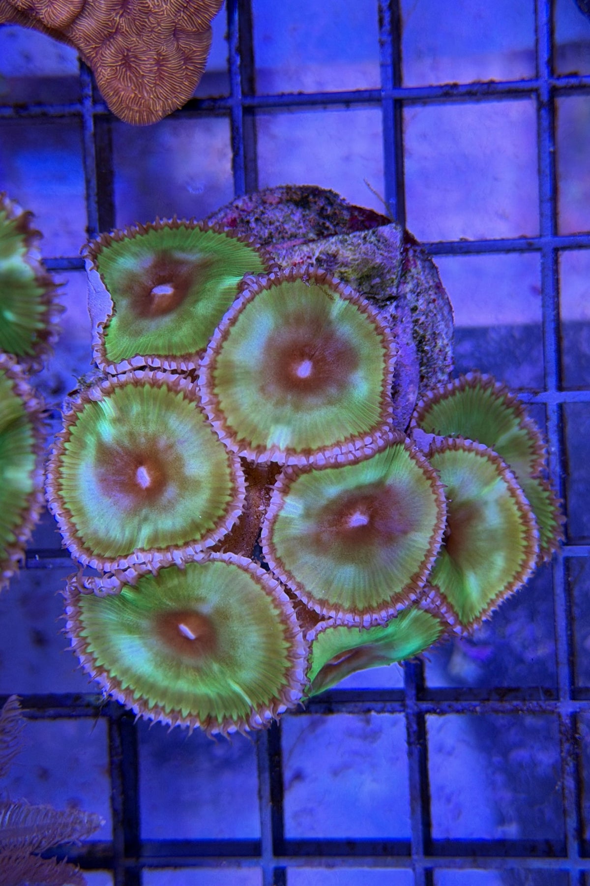 (RSCF) Palythoa grandis Coral WYSIWYG