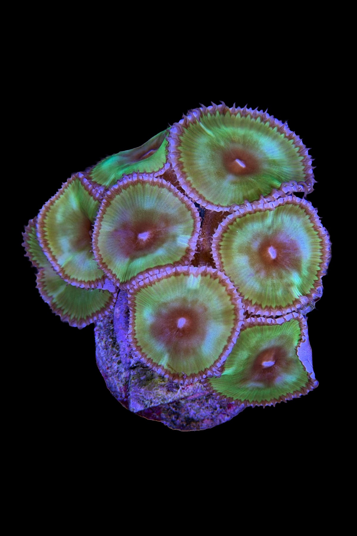 (RSCF) Palythoa grandis Coral WYSIWYG