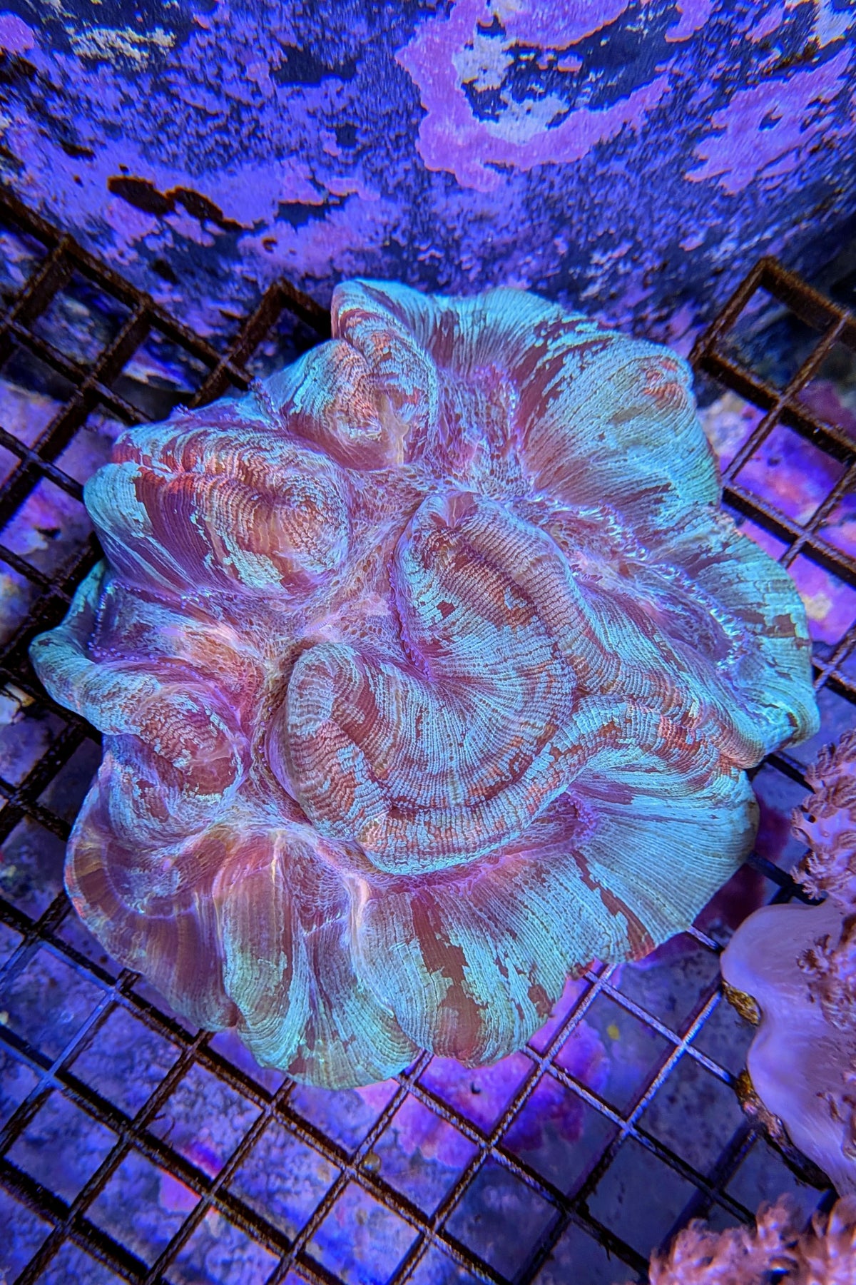Wellsophyllia (Trachyphyllia) Coral WYSIWYG