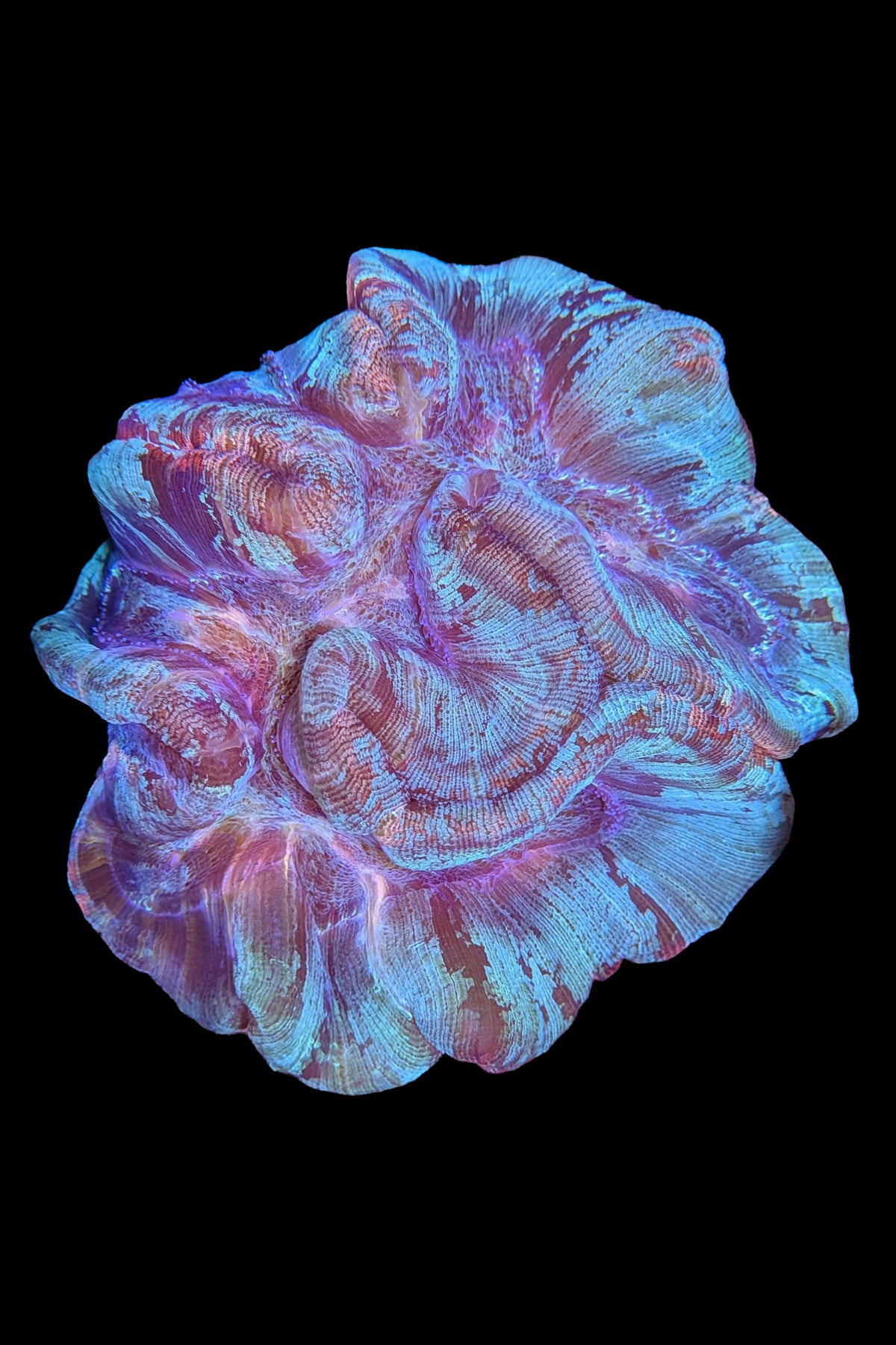 Wellsophyllia (Trachyphyllia) Coral WYSIWYG