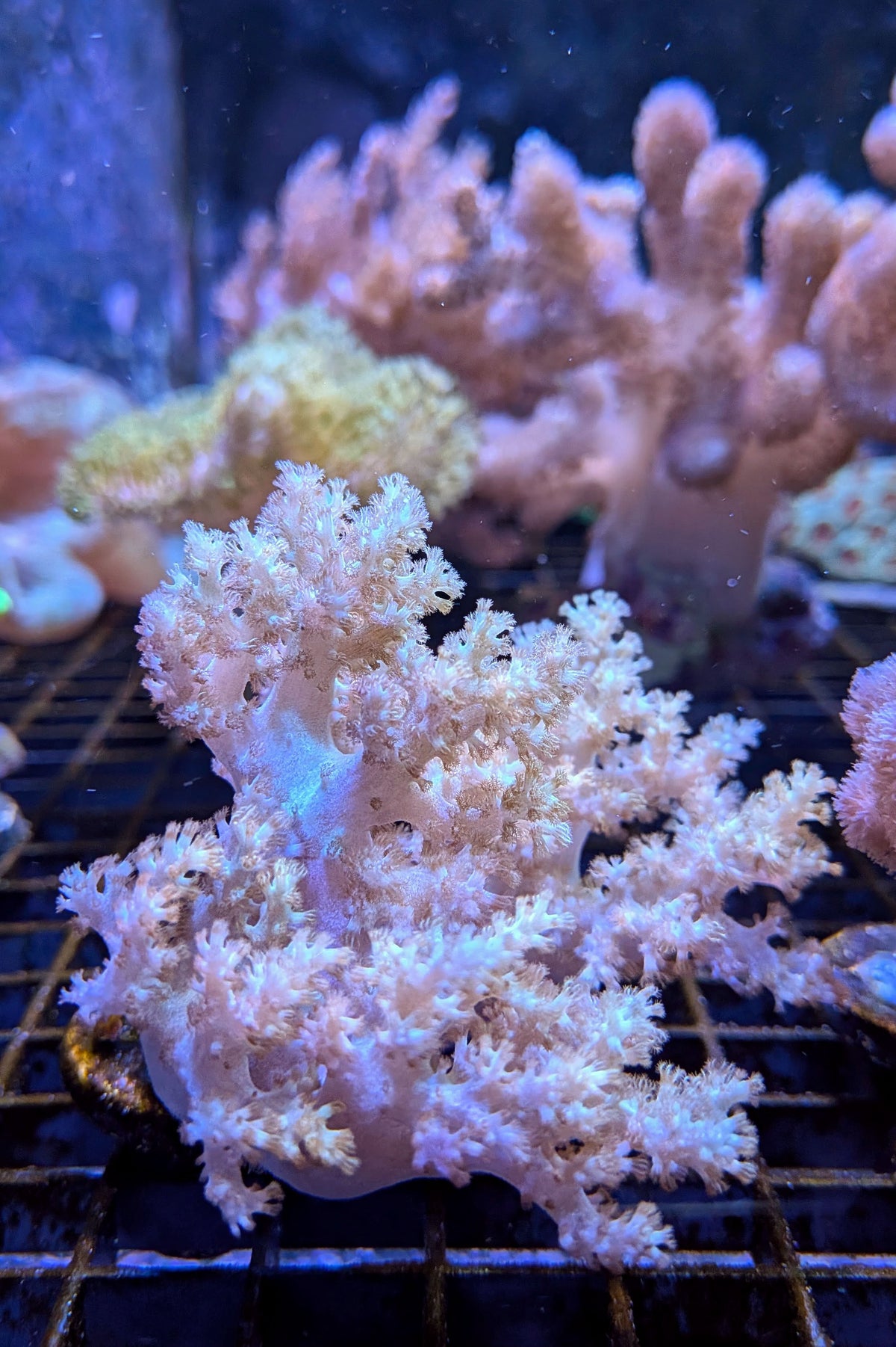 (RSCF) Sinularia Coral WYSIWYG