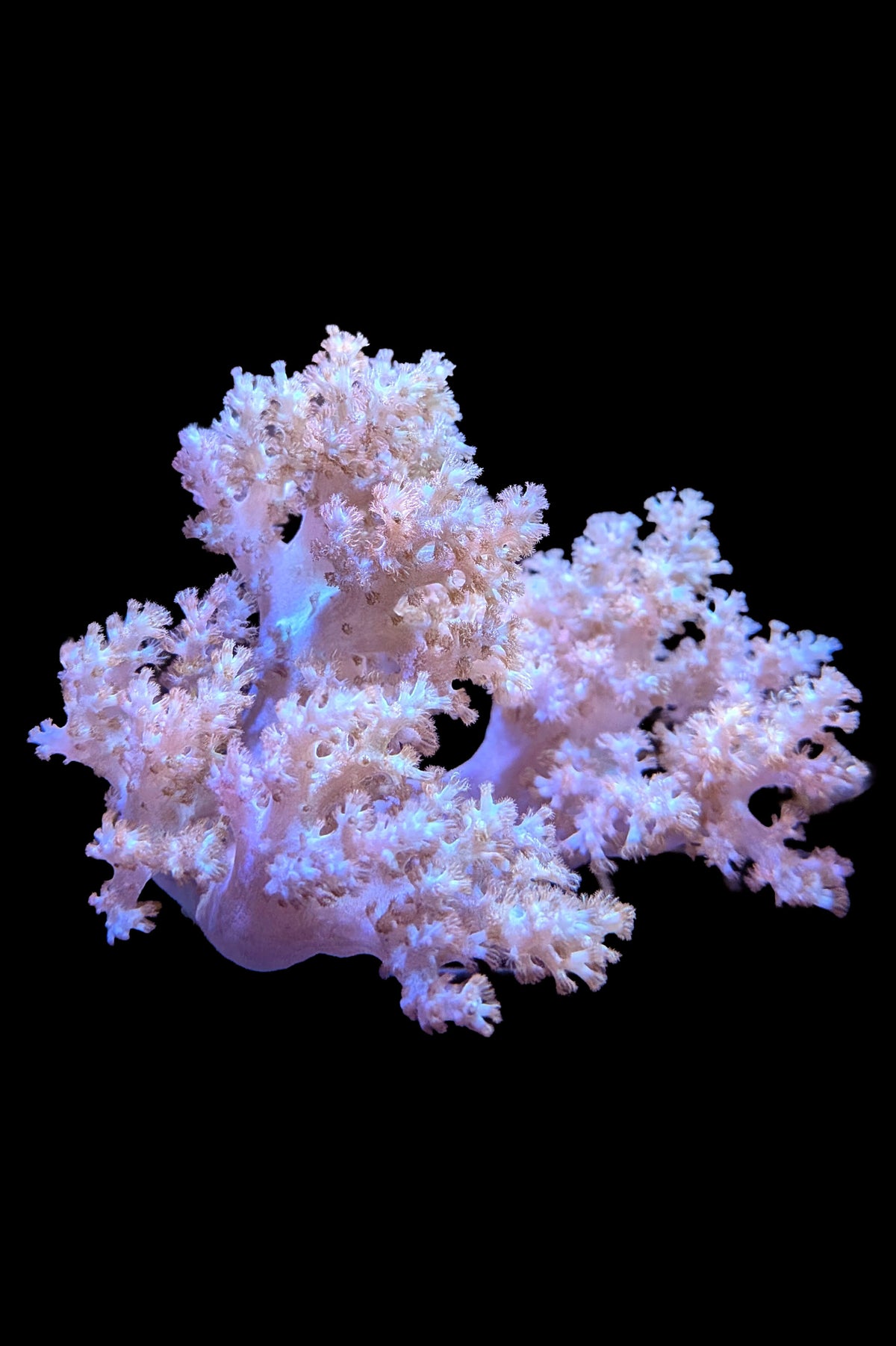 (RSCF) Sinularia Coral WYSIWYG
