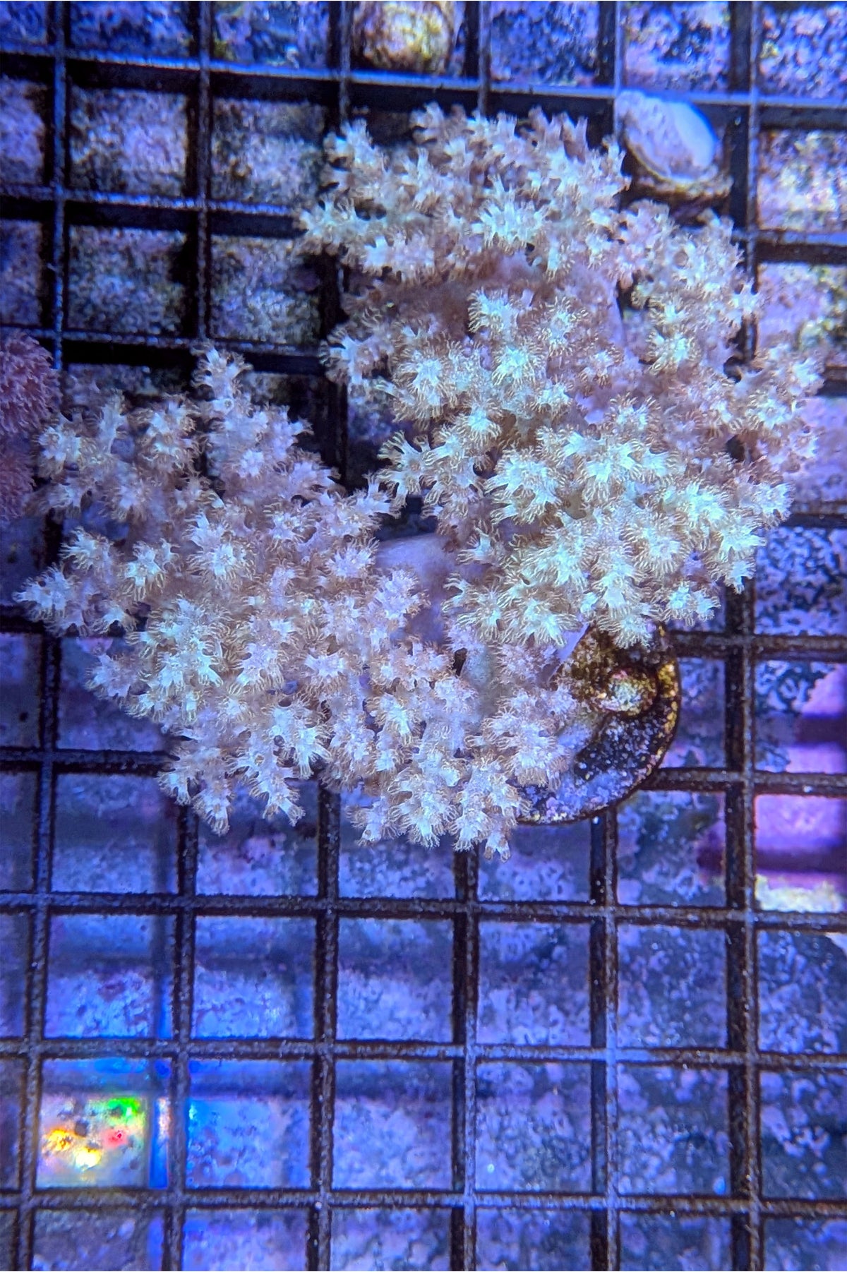 (RSCF) Sinularia Coral WYSIWYG