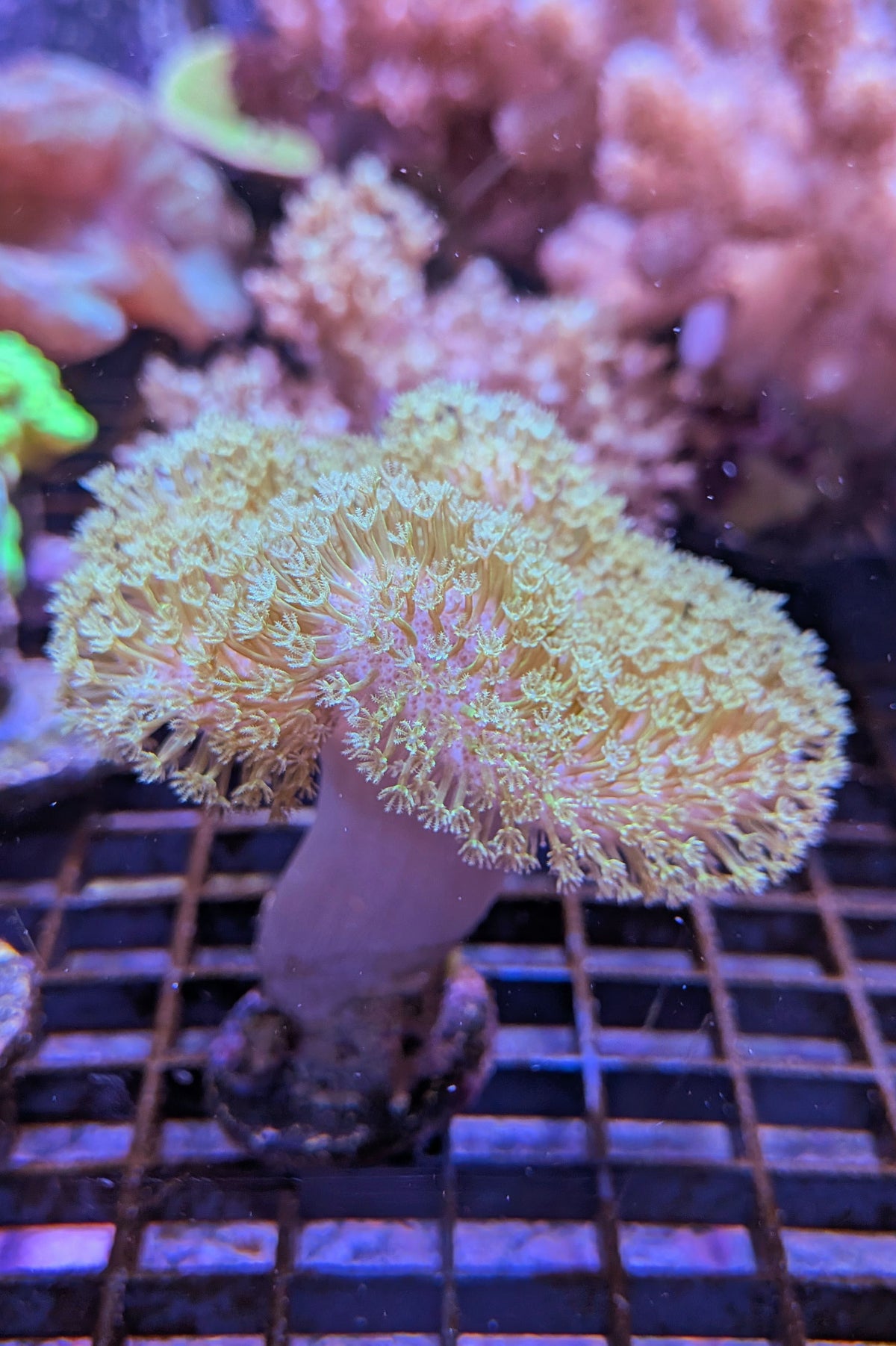 (RSCF) Pink with Yellow Polyp Toadstool Coral WYSIWYG