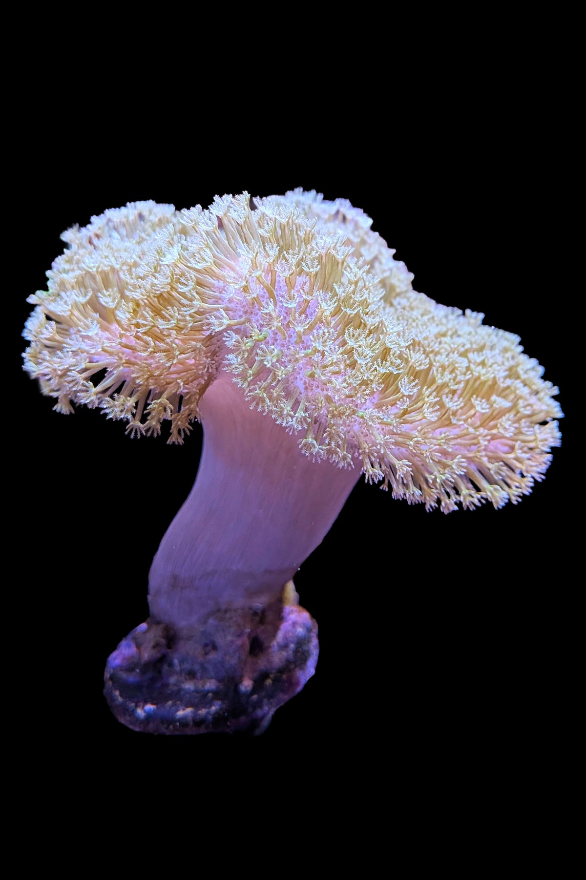 (RSCF) Pink with Yellow Polyp Toadstool Coral WYSIWYG