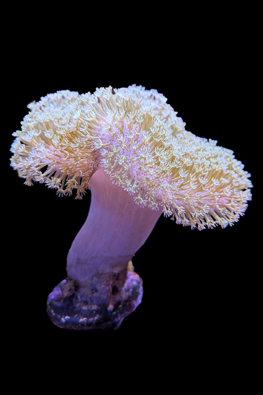 (RSCF) Pink with Yellow Polyp Toadstool Coral WYSIWYG