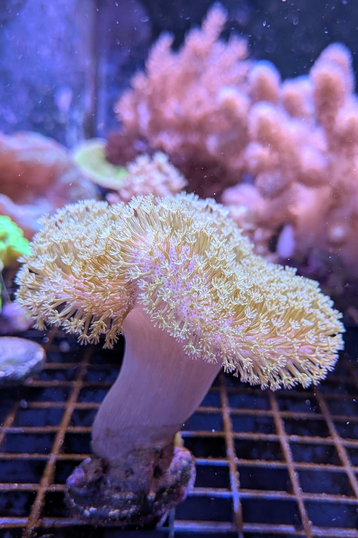 (RSCF) Pink with Yellow Polyp Toadstool Coral WYSIWYG