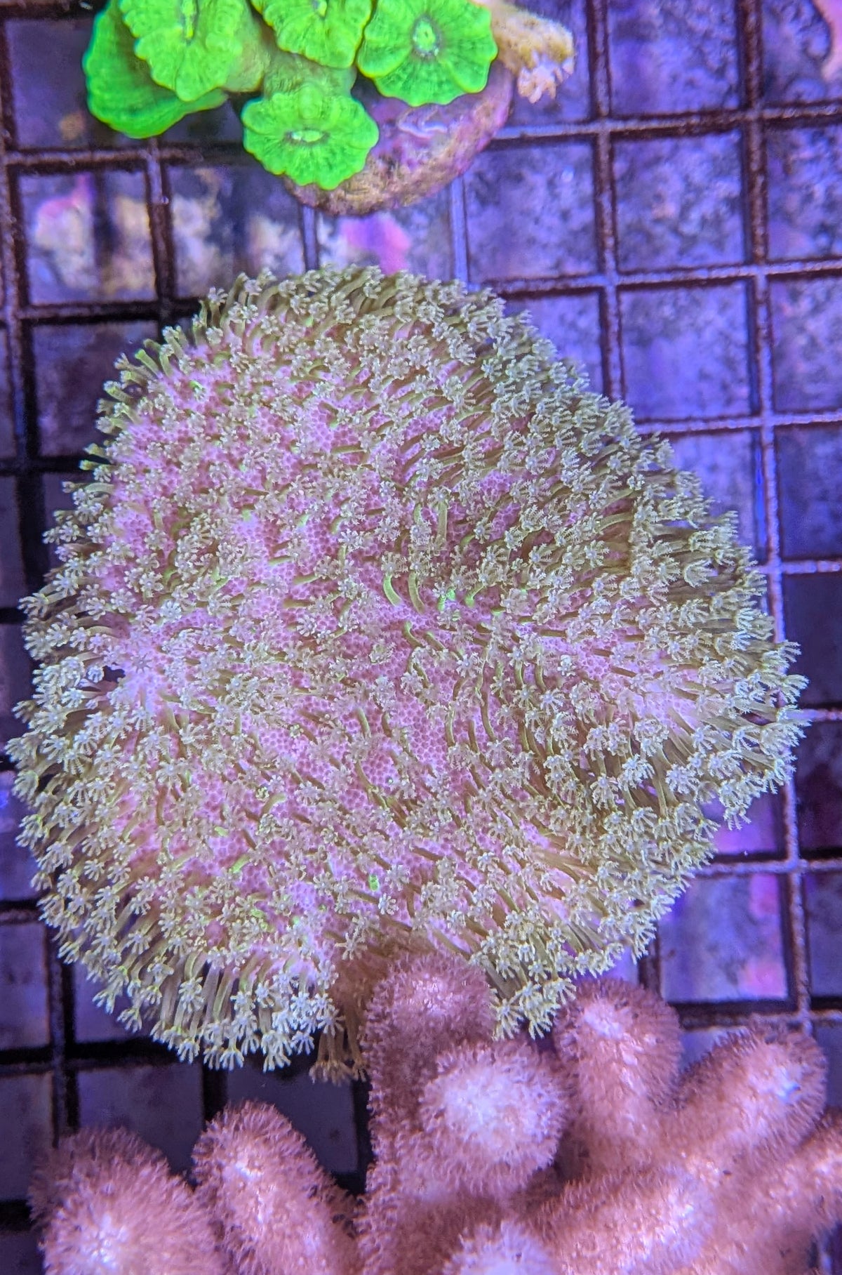 (RSCF) Pink with Yellow Polyp Toadstool Coral WYSIWYG