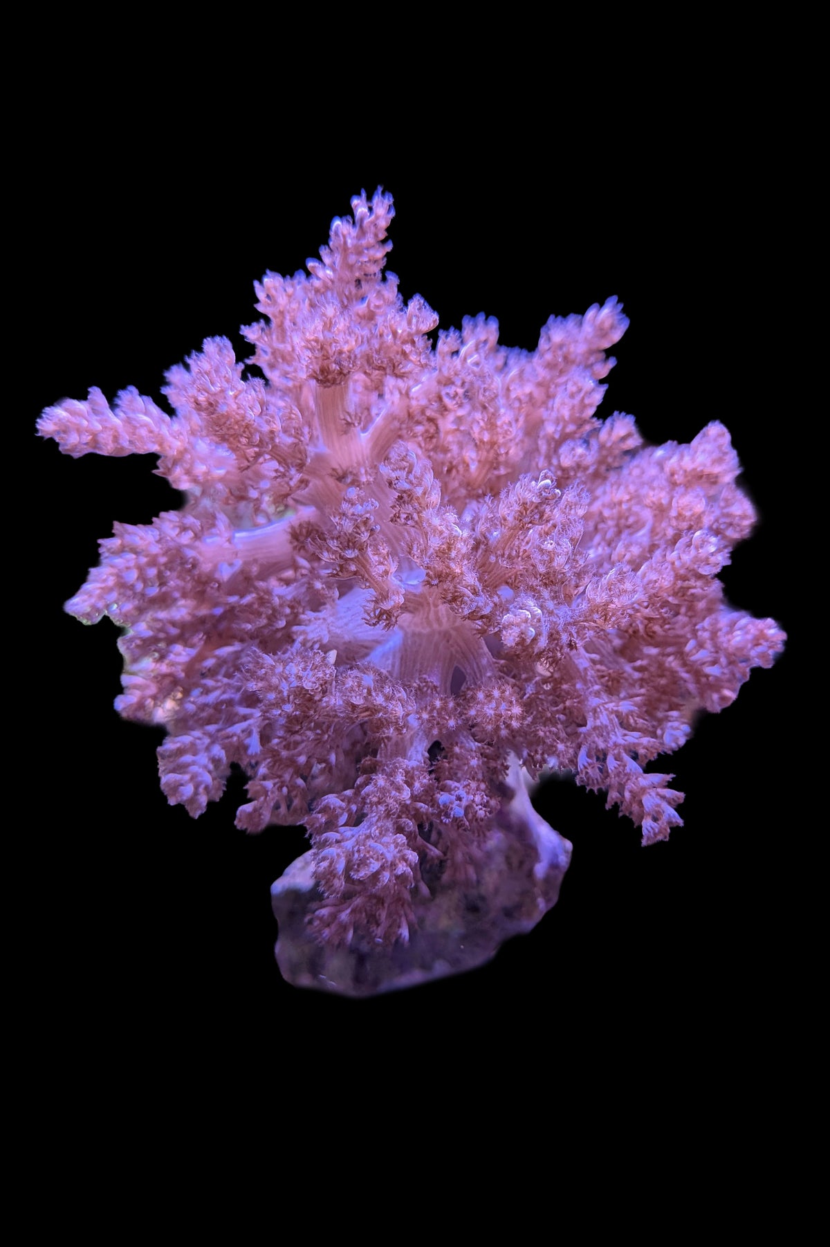 Pink Sinularia Leather Coral WYSIWYG