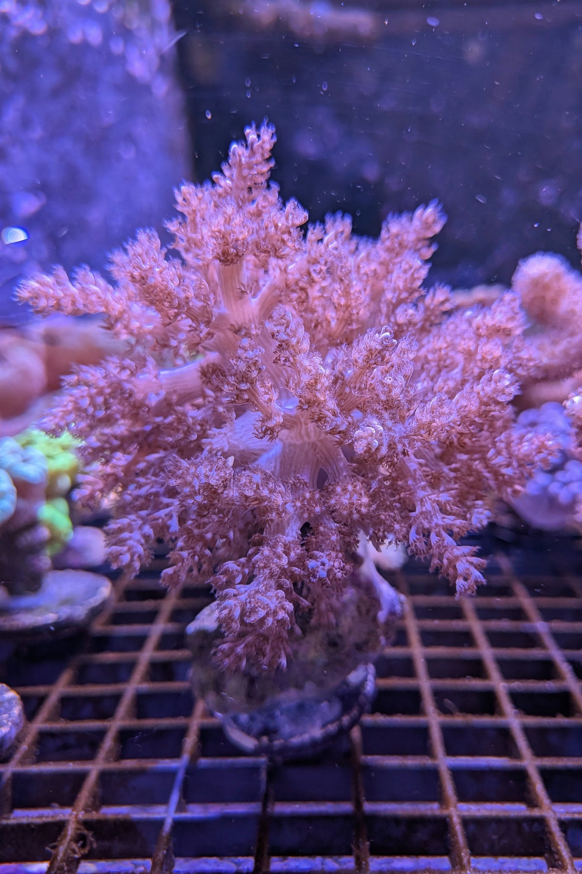 Pink Sinularia Leather Coral WYSIWYG