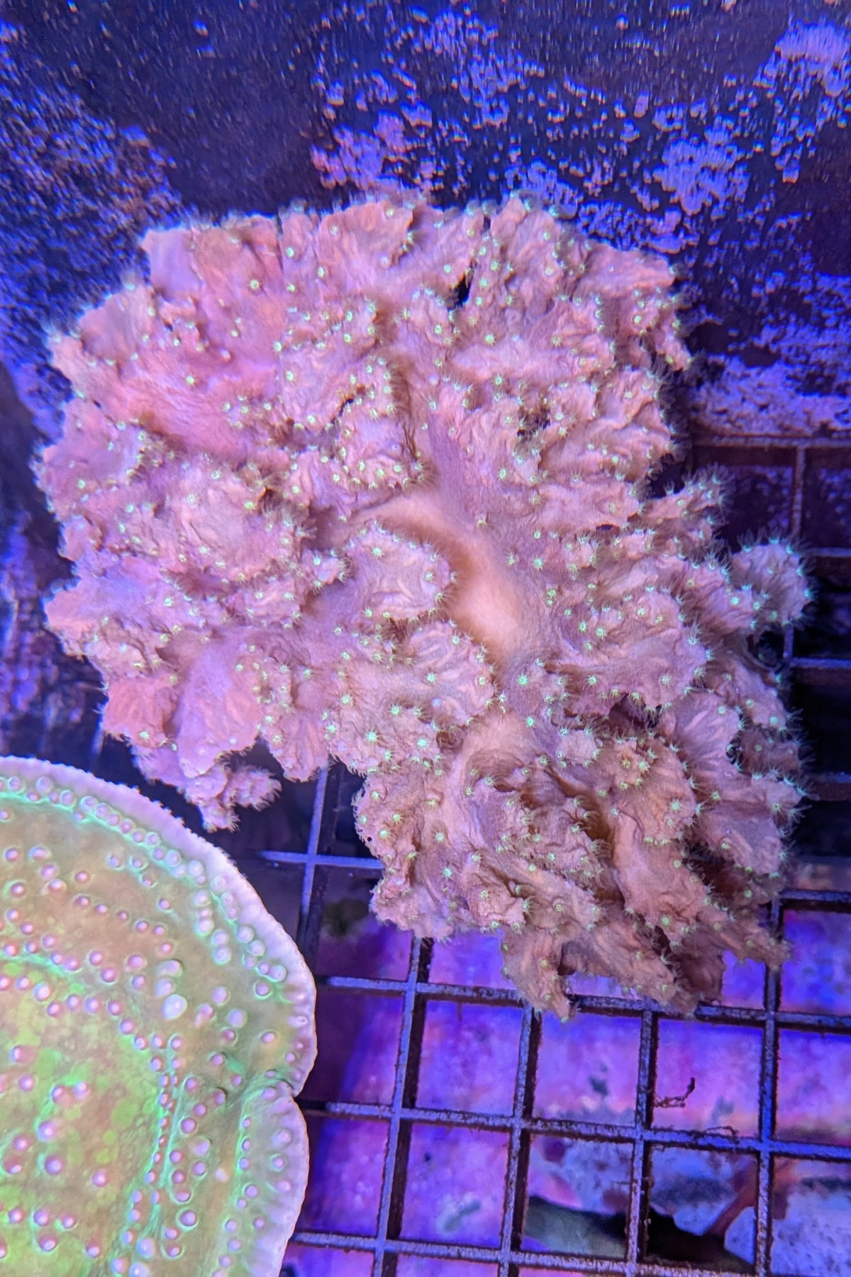 Cabbage Coral WYSIWYG