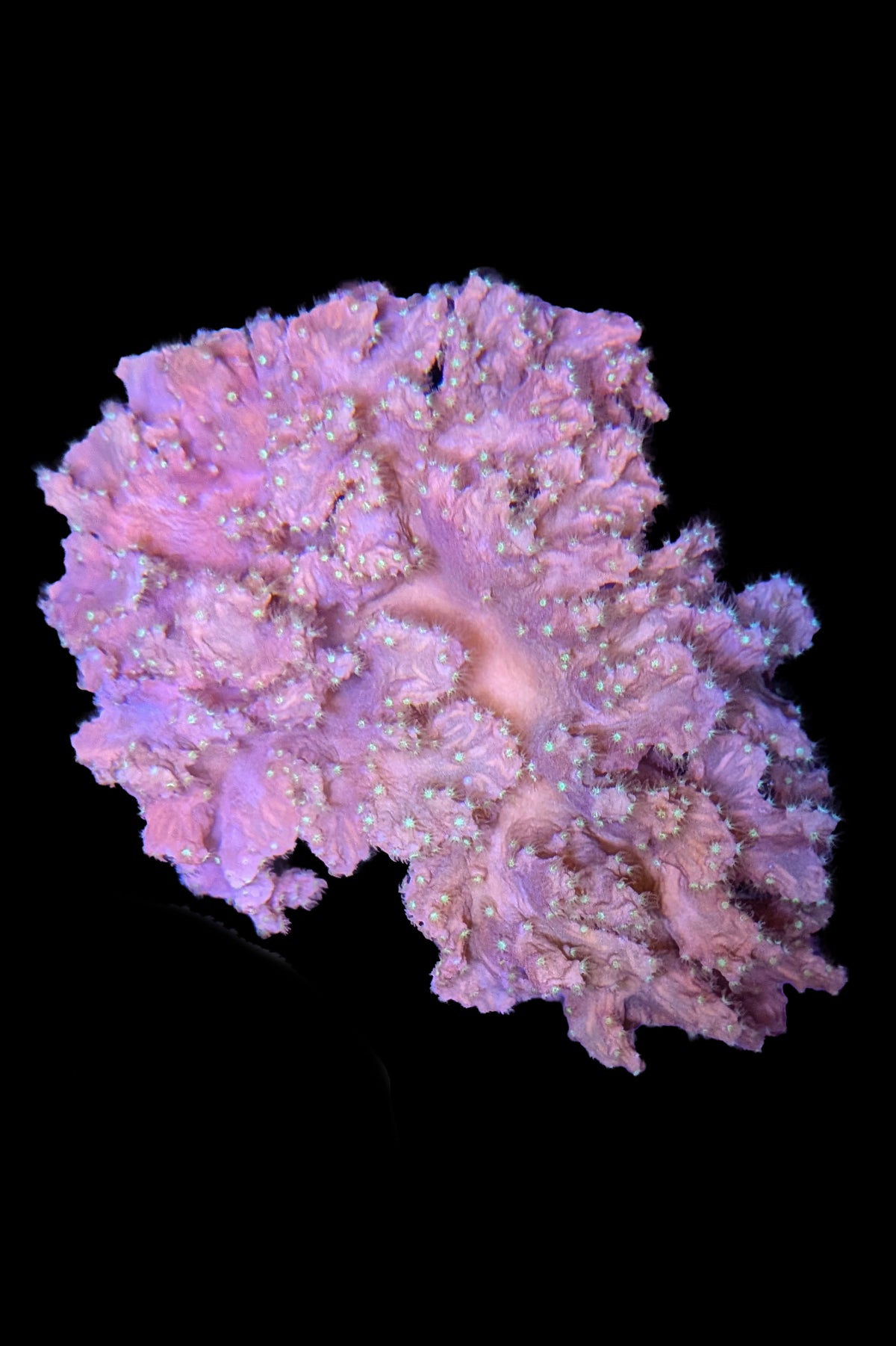 Cabbage Coral WYSIWYG