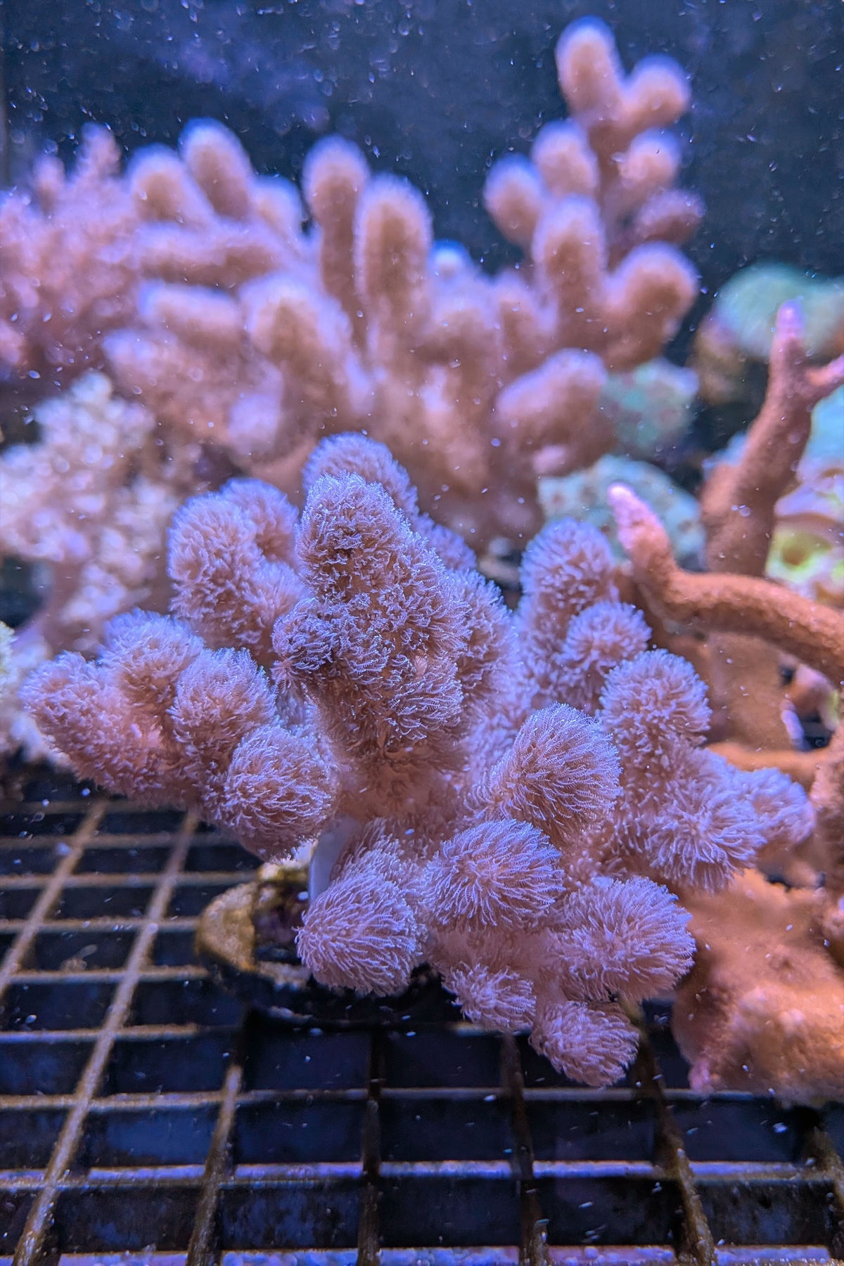 Pink Sinularia Leather Coral WYSIWYG