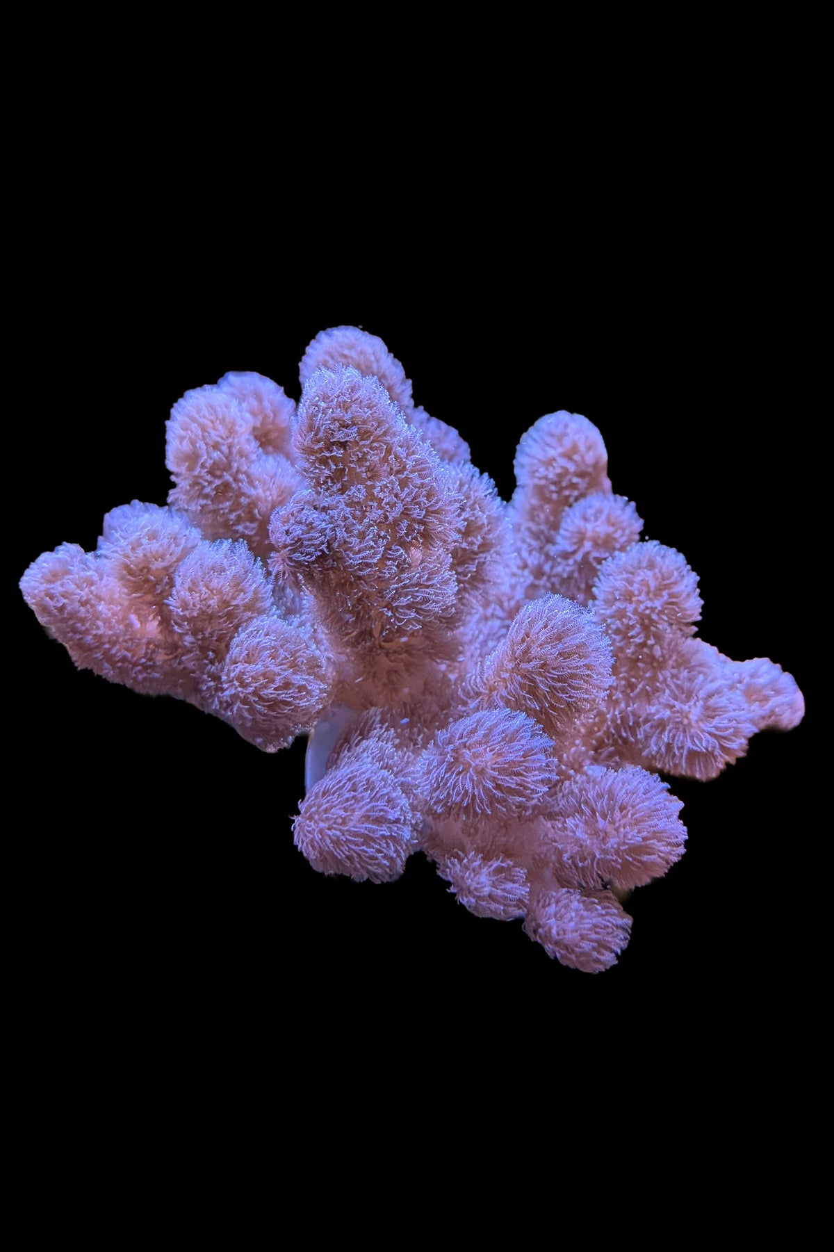 Pink Sinularia Leather Coral WYSIWYG