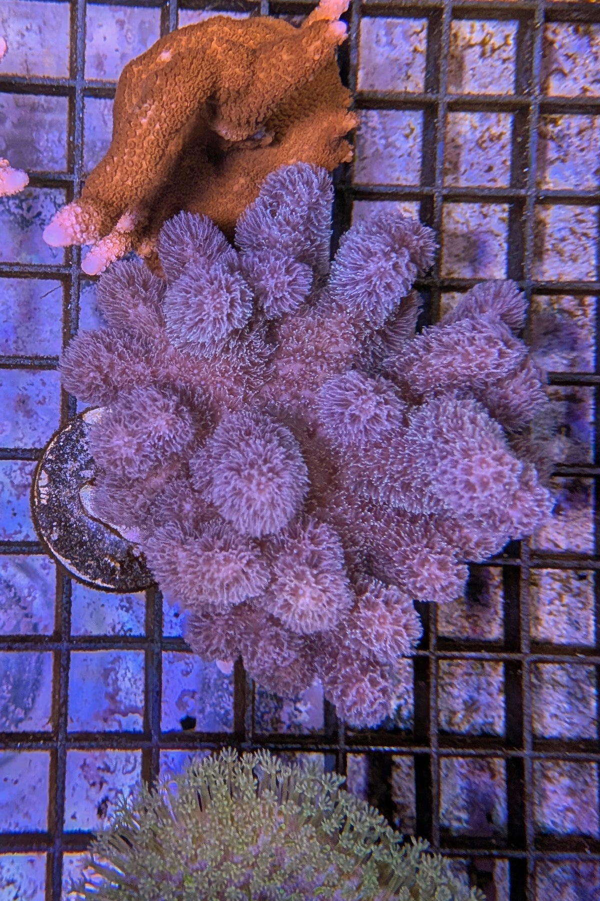 Pink Sinularia Leather Coral WYSIWYG