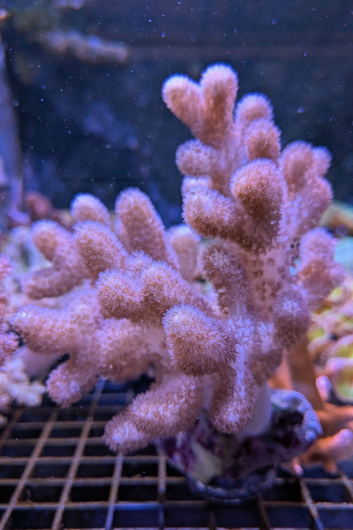 Pink Sinularia Leather Coral WYSIWYG