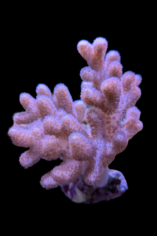 Pink Sinularia Leather Coral WYSIWYG