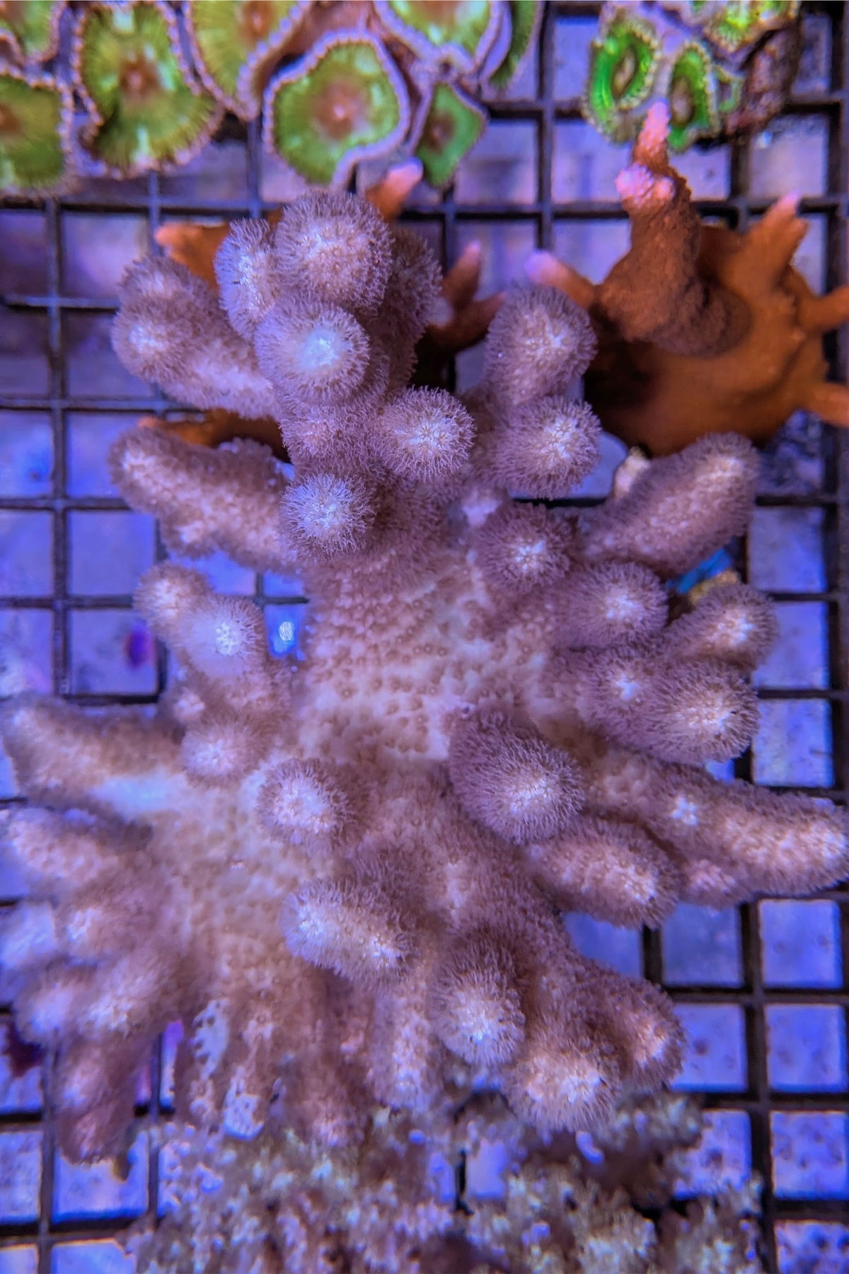 Pink Sinularia Leather Coral WYSIWYG